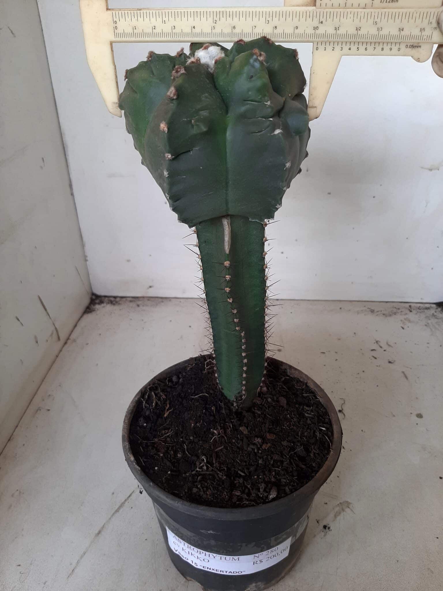 MATRIZ ASTROPHYTUM cv KIKKO  "ENXERTADO"  Nº 280 – vaso 15