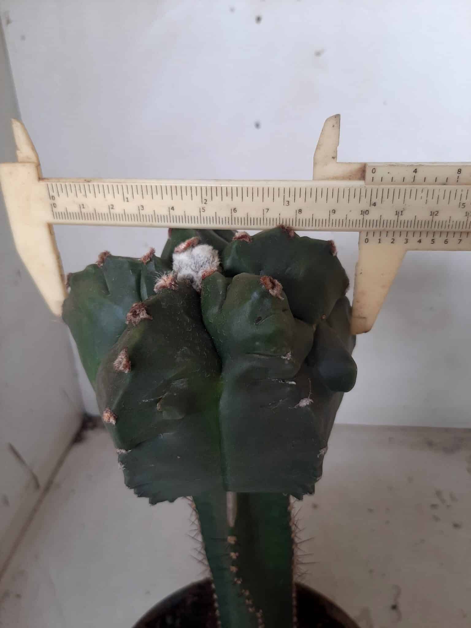 MATRIZ ASTROPHYTUM cv KIKKO  "ENXERTADO"  Nº 280 – vaso 15