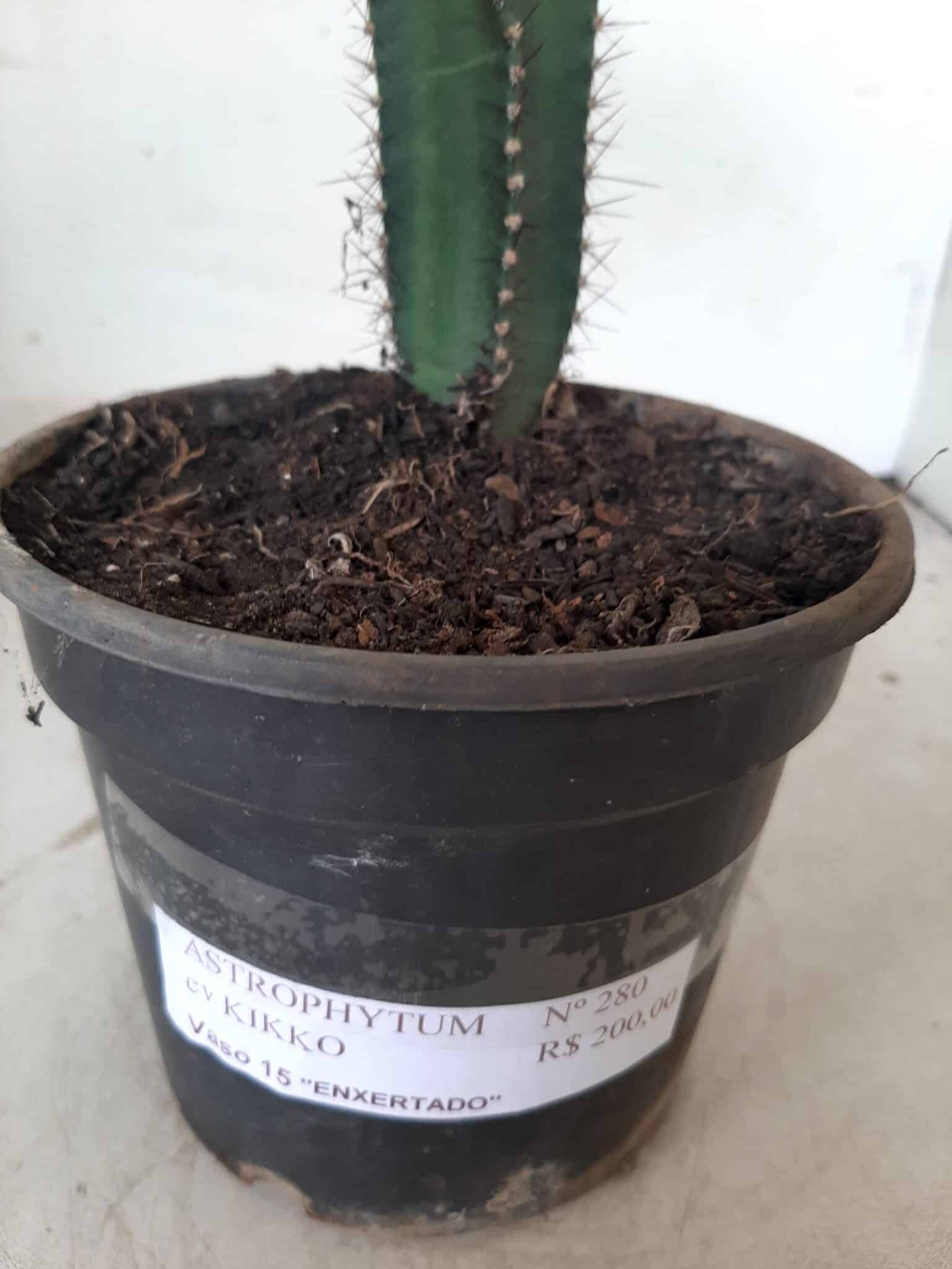 MATRIZ ASTROPHYTUM cv KIKKO  "ENXERTADO"  Nº 280 – vaso 15