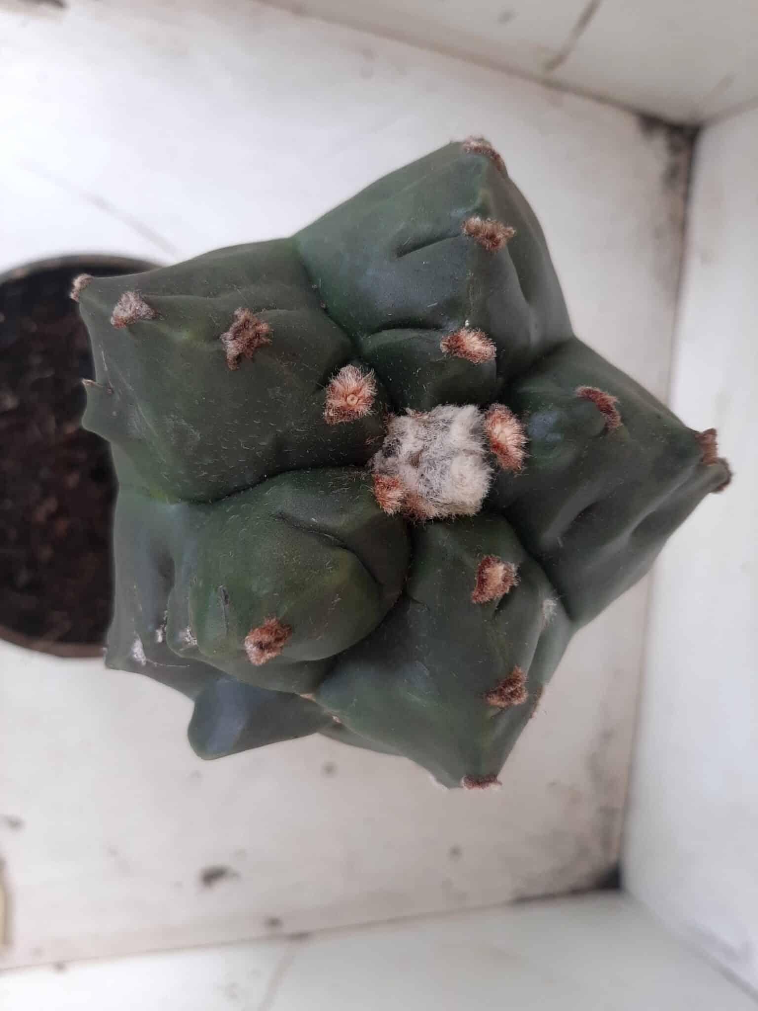 MATRIZ ASTROPHYTUM cv KIKKO  "ENXERTADO"  Nº 280 – vaso 15