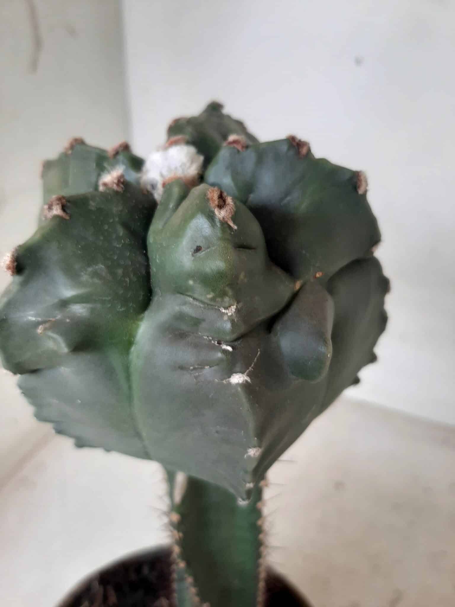 MATRIZ ASTROPHYTUM cv KIKKO  "ENXERTADO"  Nº 280 – vaso 15