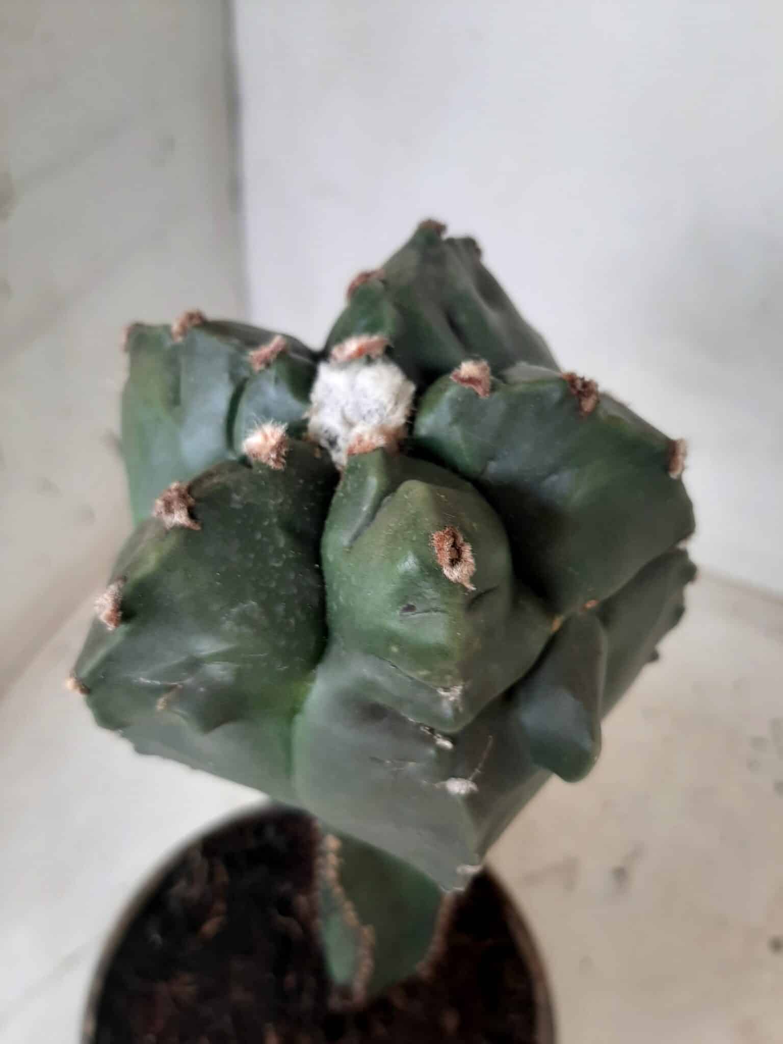 MATRIZ ASTROPHYTUM cv KIKKO  "ENXERTADO"  Nº 280 – vaso 15
