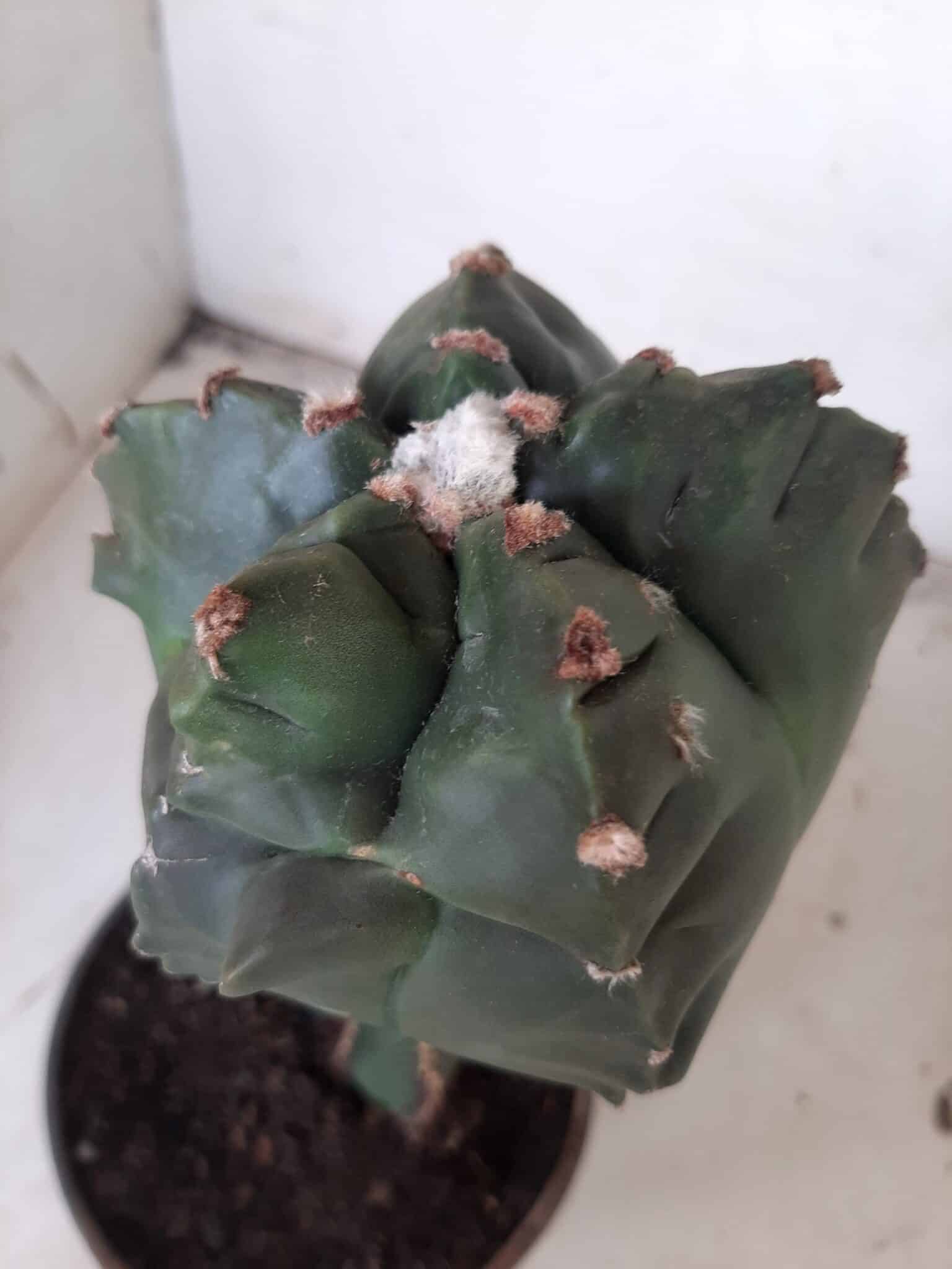 MATRIZ ASTROPHYTUM cv KIKKO  "ENXERTADO"  Nº 280 – vaso 15