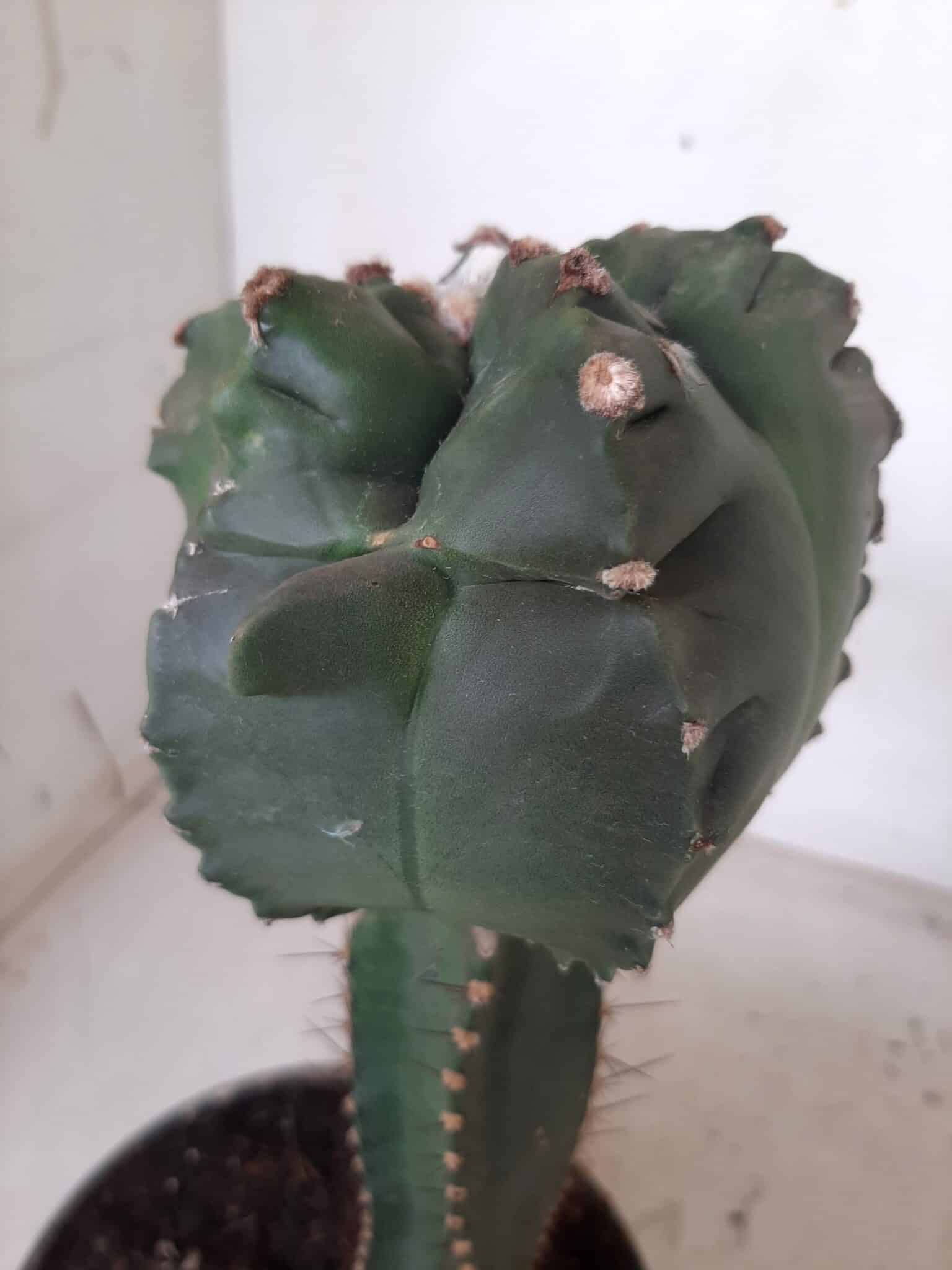 MATRIZ ASTROPHYTUM cv KIKKO  "ENXERTADO"  Nº 280 – vaso 15