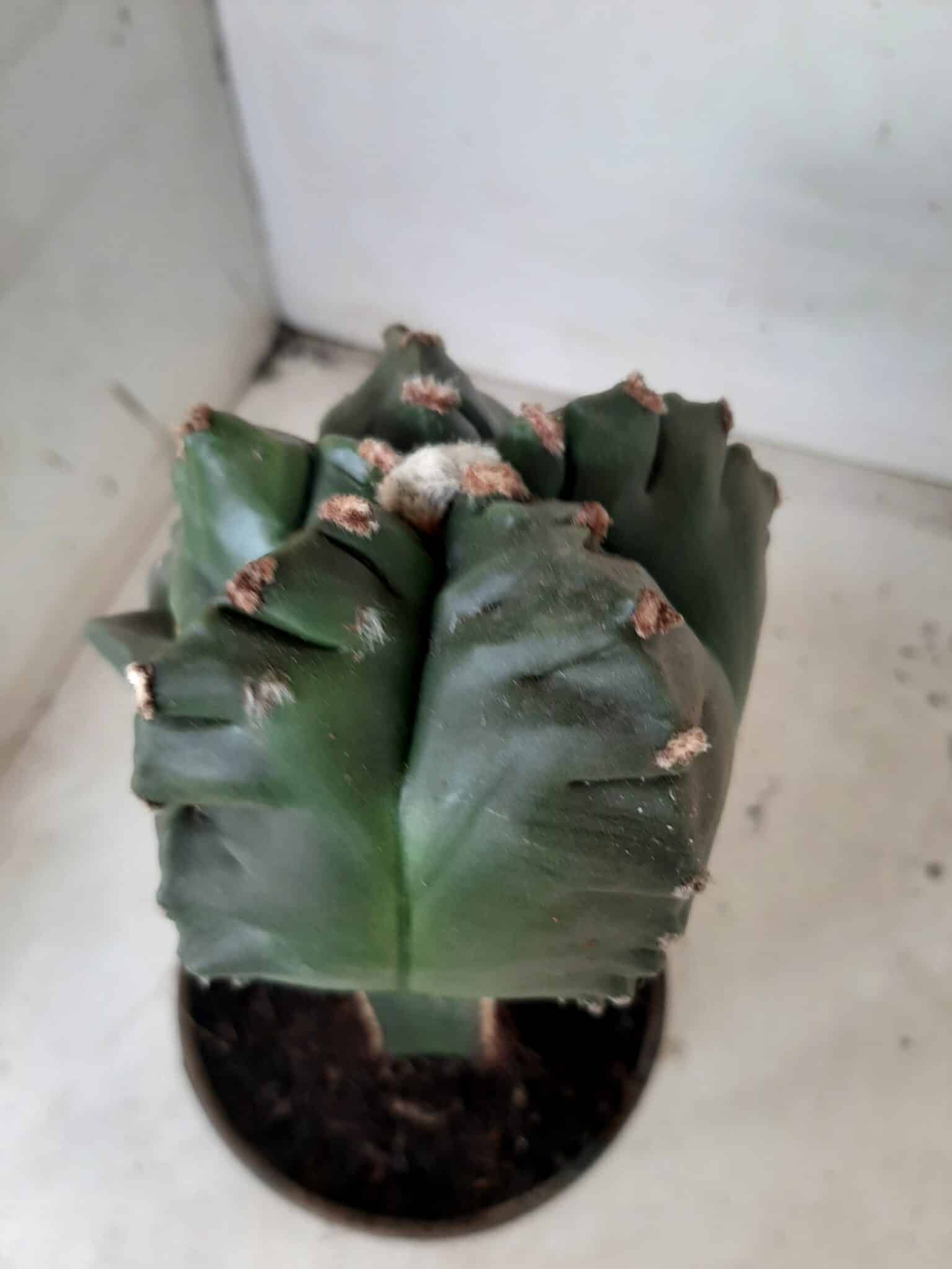 MATRIZ ASTROPHYTUM cv KIKKO  "ENXERTADO"  Nº 280 – vaso 15