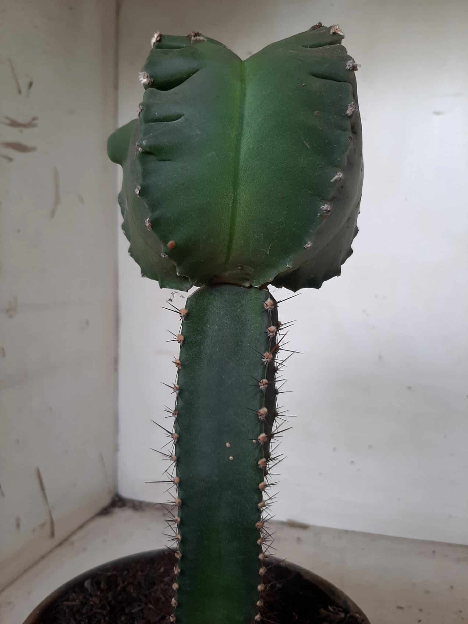 MATRIZ ASTROPHYTUM cv KIKKO  "ENXERTADO"  Nº 280 – vaso 15
