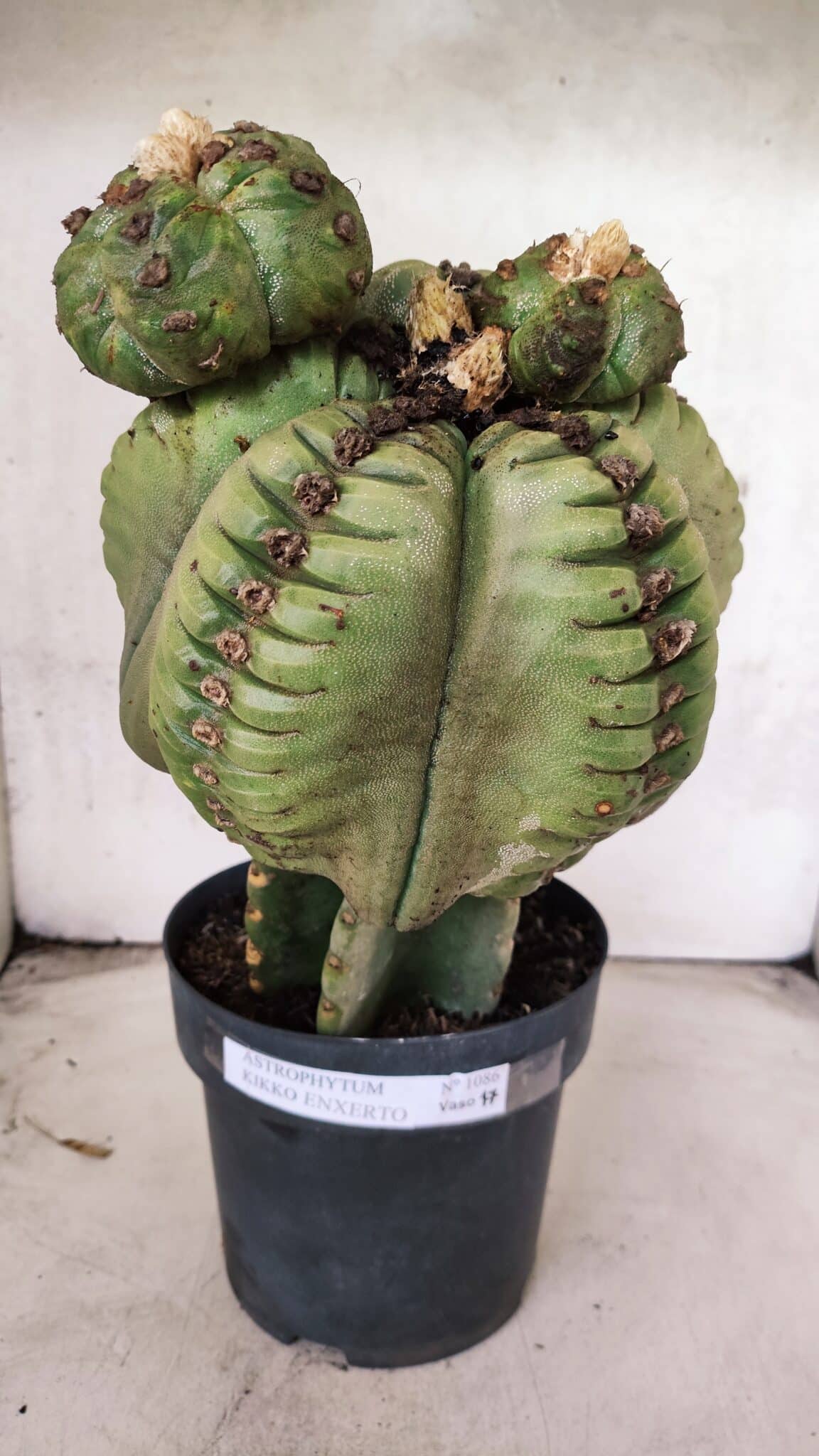 MATRIZ ASTROPHYTUM cv KIKKO  "ENXERTADO"  Nº 1086 – vaso 17 - foto 2