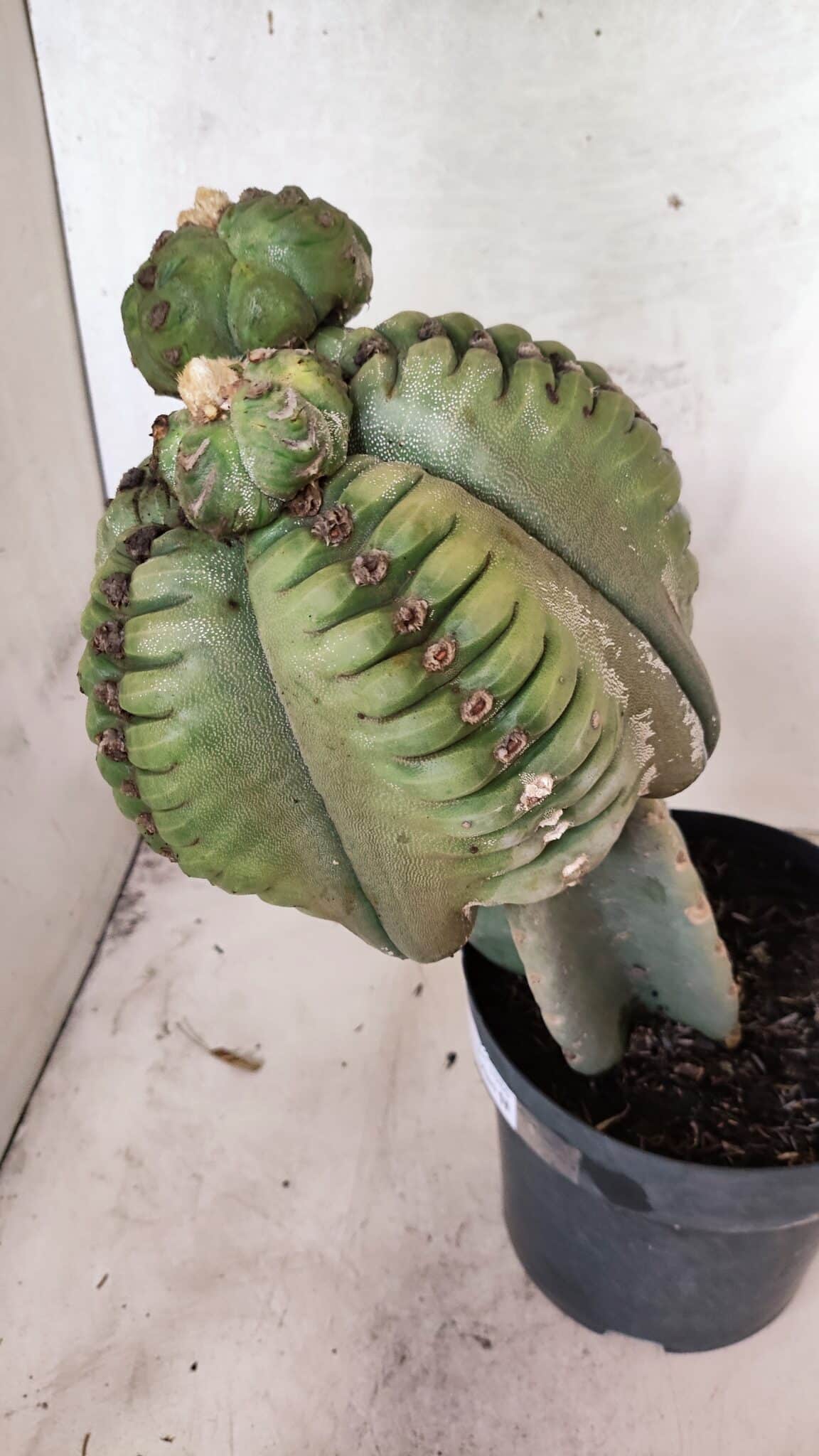 MATRIZ ASTROPHYTUM cv KIKKO  "ENXERTADO"  Nº 1086 – vaso 17 - foto 10