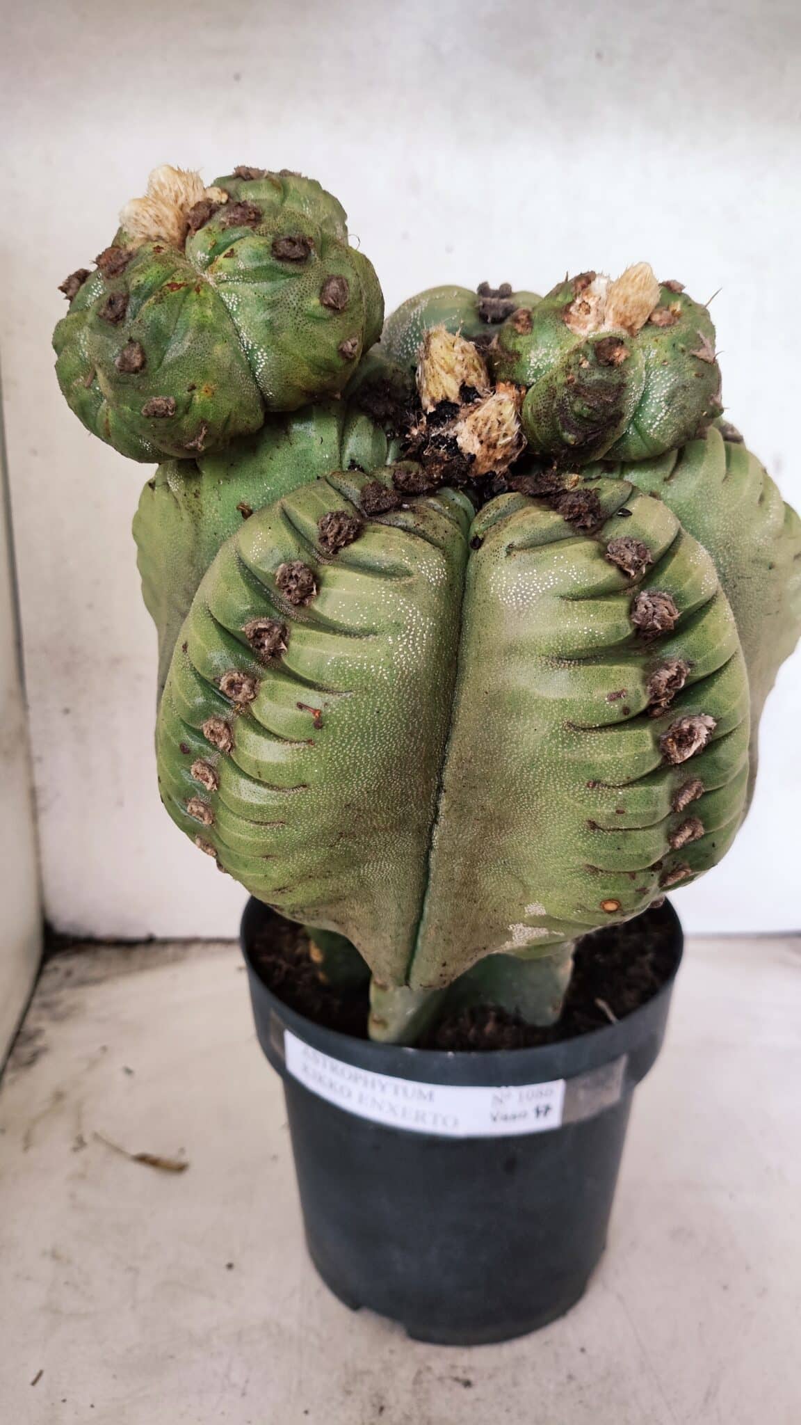 MATRIZ ASTROPHYTUM cv KIKKO  "ENXERTADO"  Nº 1086 – vaso 17 - foto 8