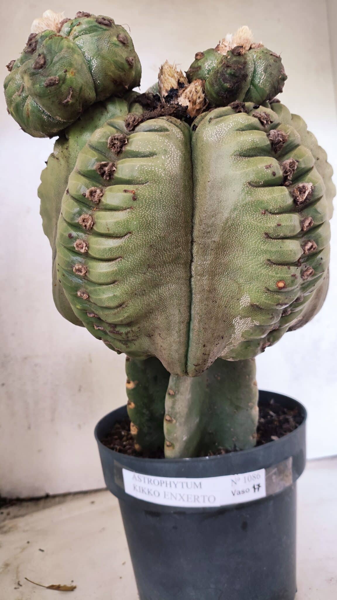 MATRIZ ASTROPHYTUM cv KIKKO  "ENXERTADO"  Nº 1086 – vaso 17 - foto 7