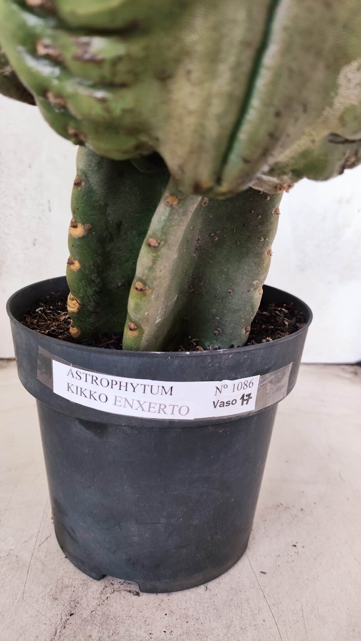MATRIZ ASTROPHYTUM cv KIKKO  "ENXERTADO"  Nº 1086 – vaso 17 - foto 14