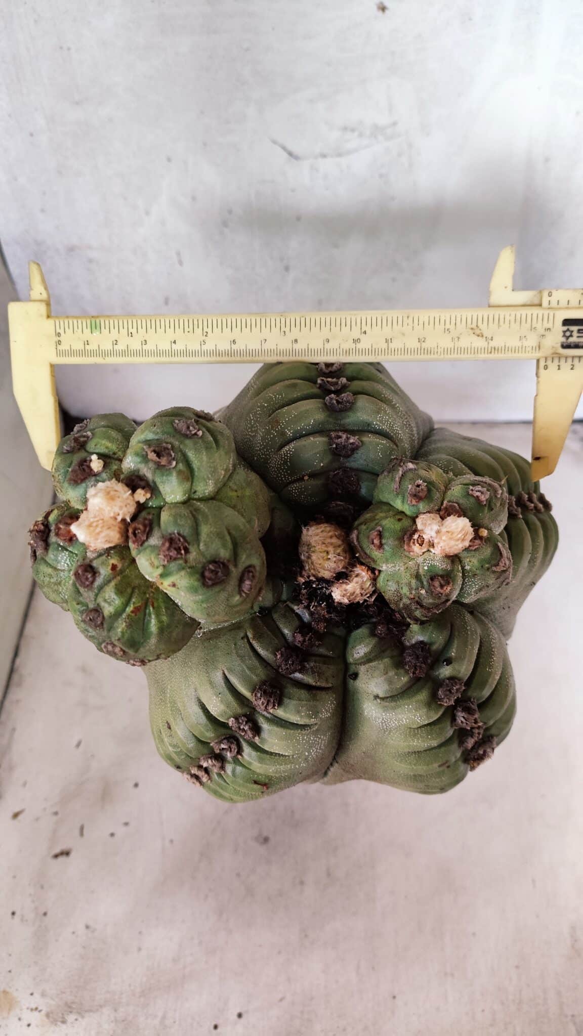 MATRIZ ASTROPHYTUM cv KIKKO  "ENXERTADO"  Nº 1086 – vaso 17 - foto 5