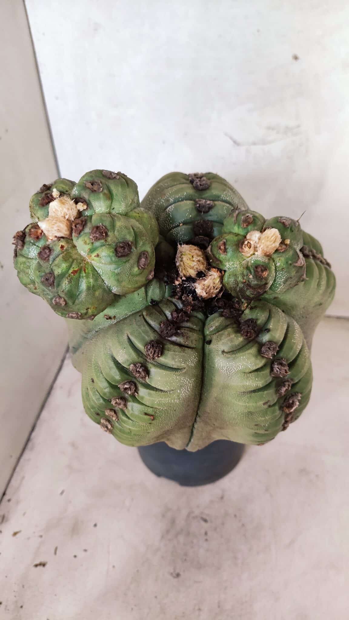 MATRIZ ASTROPHYTUM cv KIKKO  "ENXERTADO"  Nº 1086 – vaso 17 - foto 13