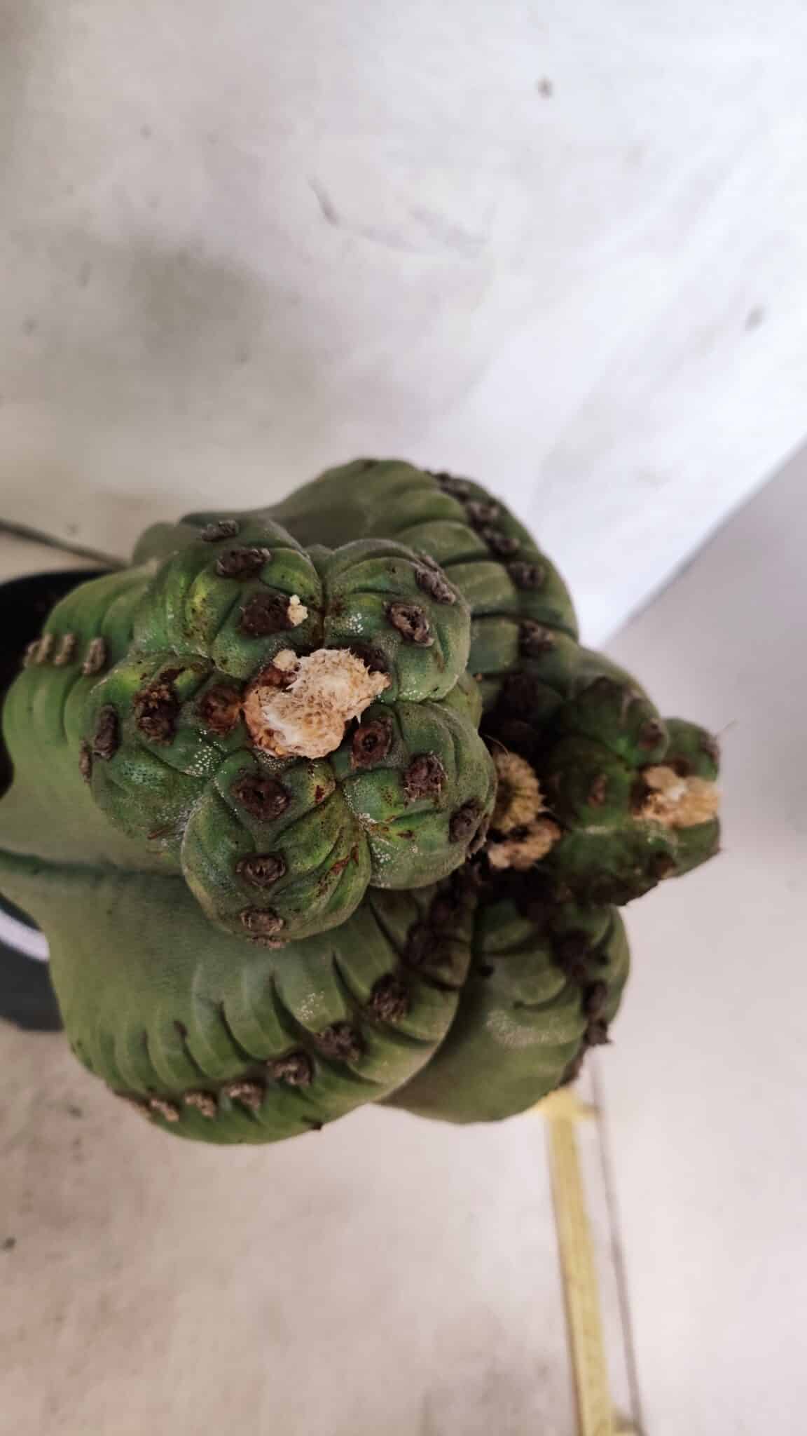 MATRIZ ASTROPHYTUM cv KIKKO  "ENXERTADO"  Nº 1086 – vaso 17 - foto 6
