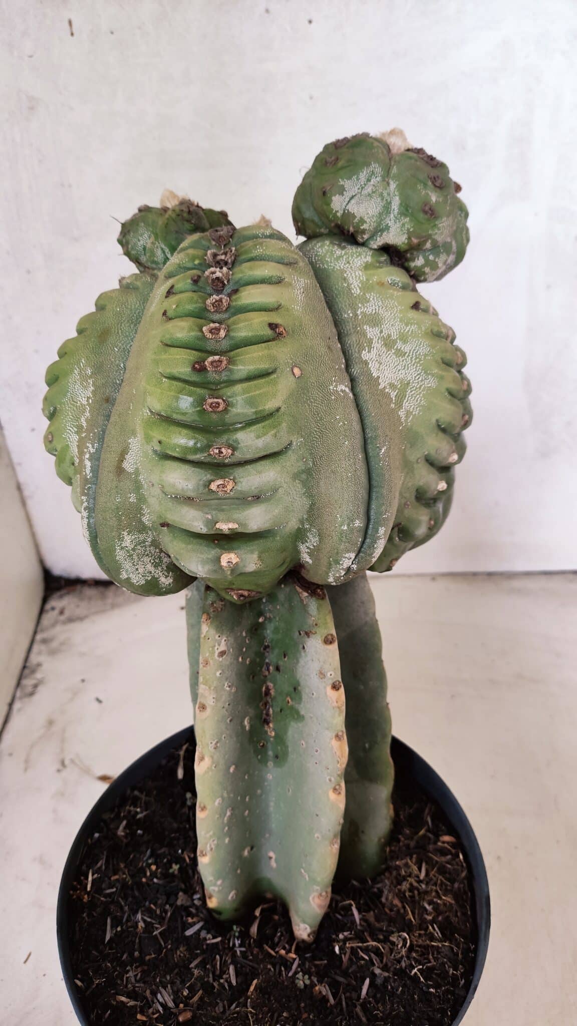 MATRIZ ASTROPHYTUM cv KIKKO  "ENXERTADO"  Nº 1086 – vaso 17 - foto 11