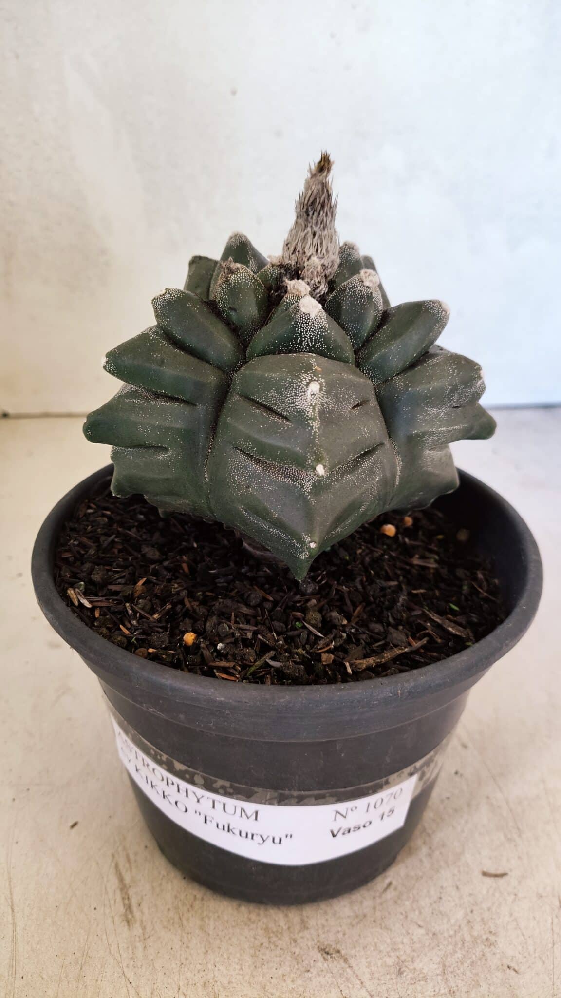 ASTROPHYTUM cv KIKKO FUKURYU Nº 1070 – vaso 15 - foto 2