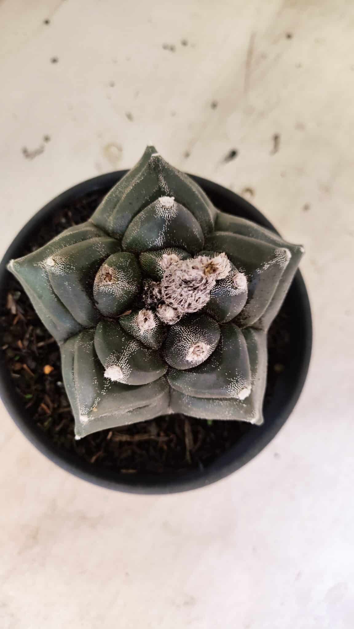 ASTROPHYTUM cv KIKKO FUKURYU Nº 1070 – vaso 15 - foto 3