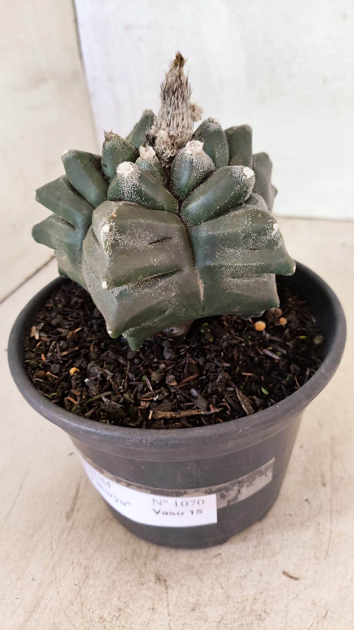 ASTROPHYTUM cv KIKKO FUKURYU Nº 1070 – vaso 15 - foto 9