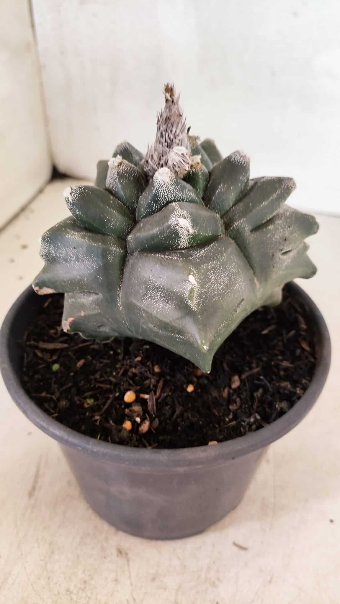 ASTROPHYTUM cv KIKKO FUKURYU Nº 1070 – vaso 15 - foto 8