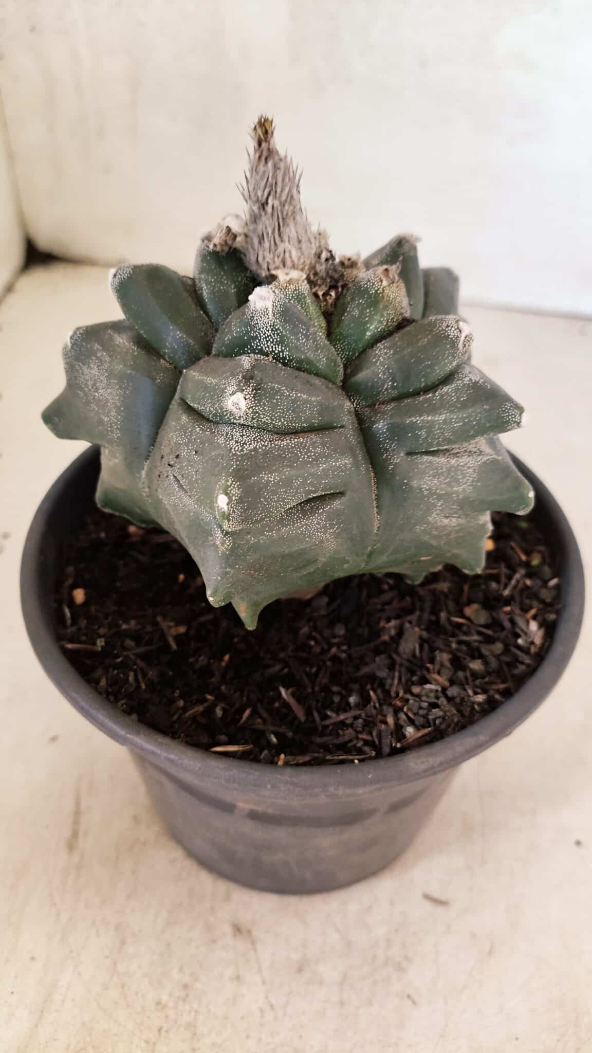ASTROPHYTUM cv KIKKO FUKURYU Nº 1070 – vaso 15 - foto 7