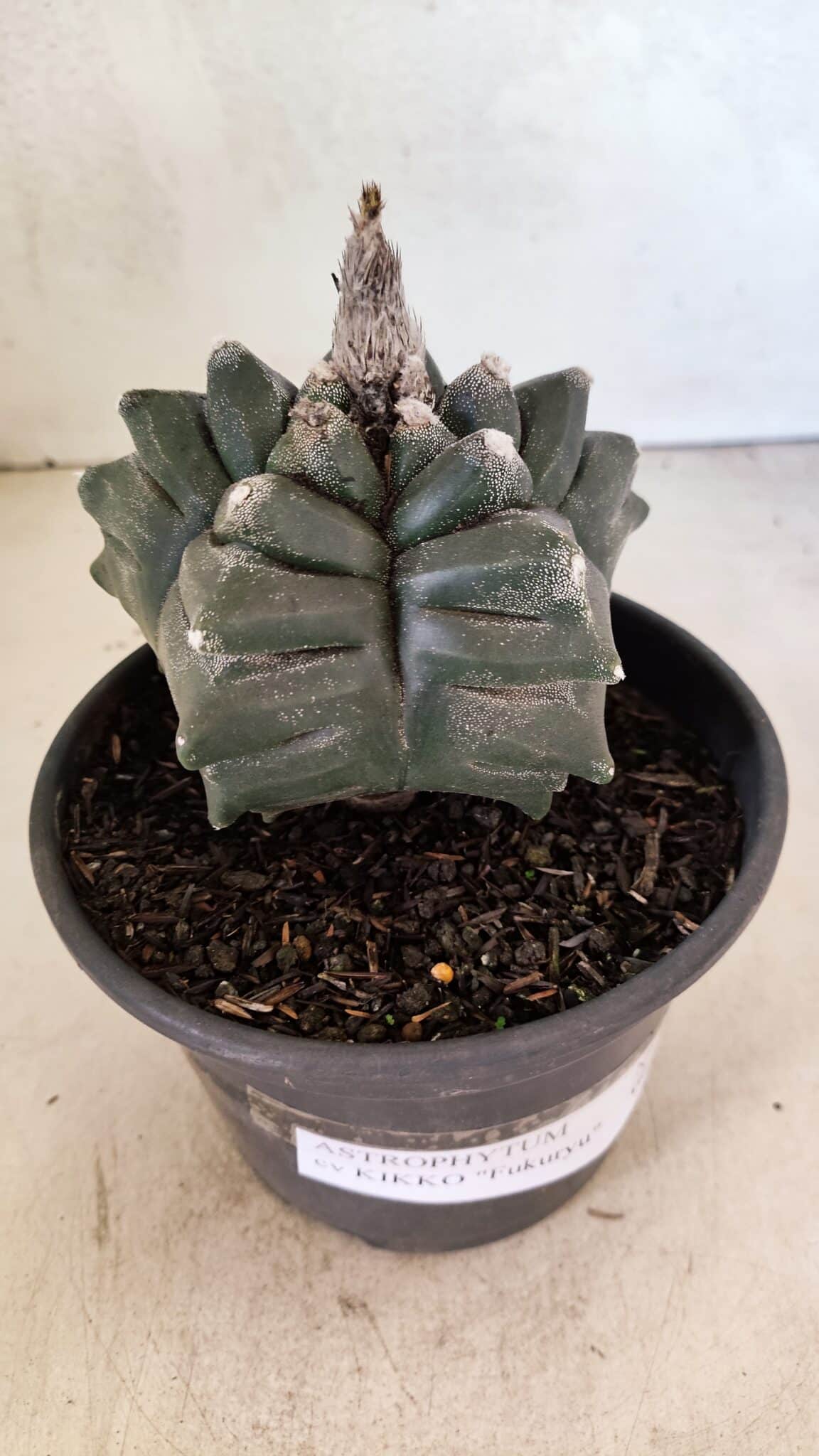 ASTROPHYTUM cv KIKKO FUKURYU Nº 1070 – vaso 15 - foto 6