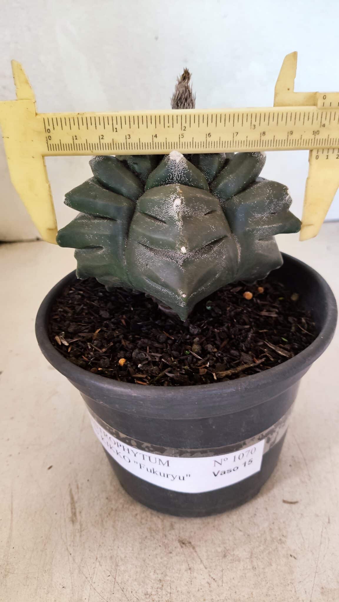 ASTROPHYTUM cv KIKKO FUKURYU Nº 1070 – vaso 15 - foto 4