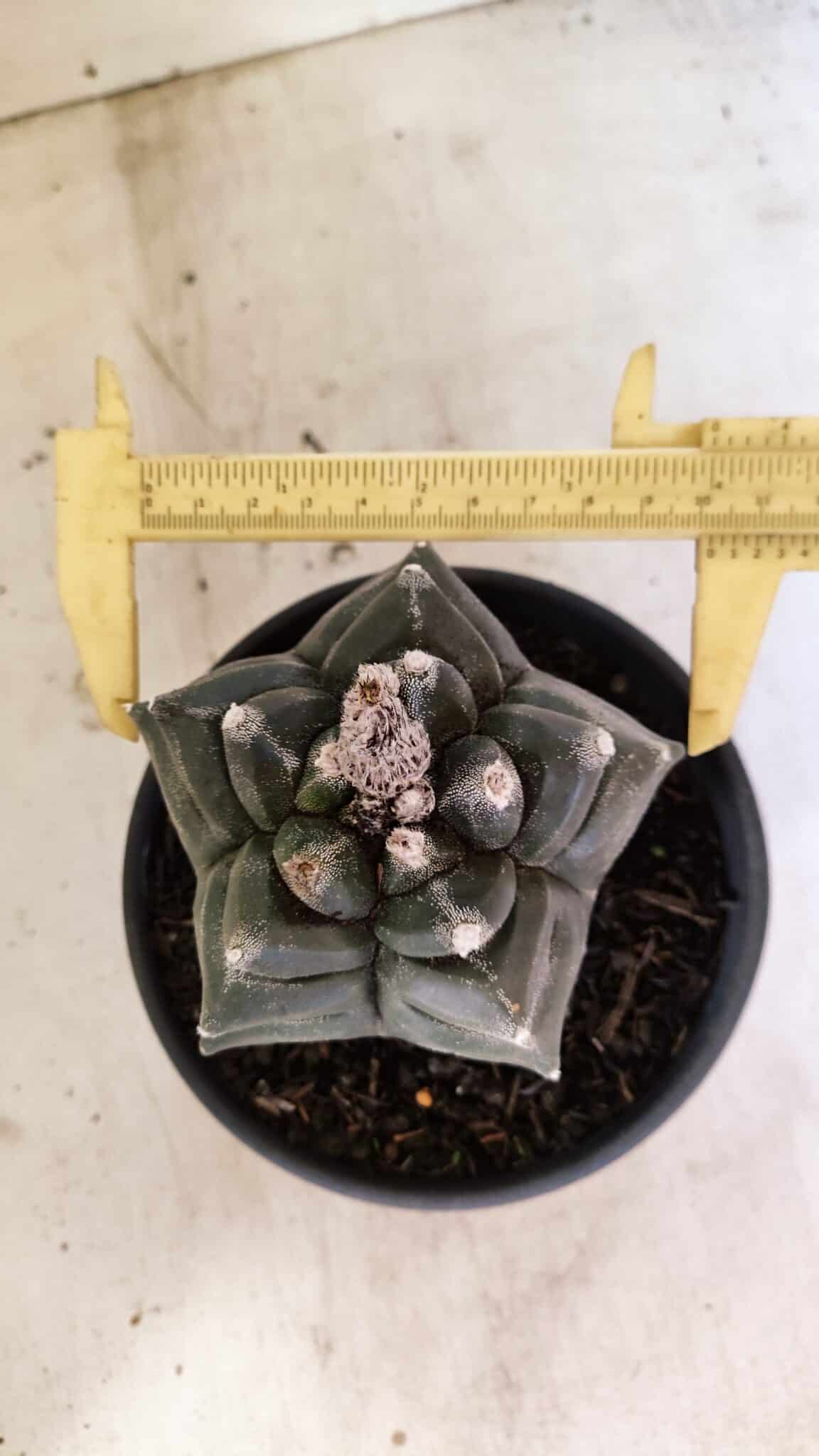 ASTROPHYTUM cv KIKKO FUKURYU Nº 1070 – vaso 15 - foto 5