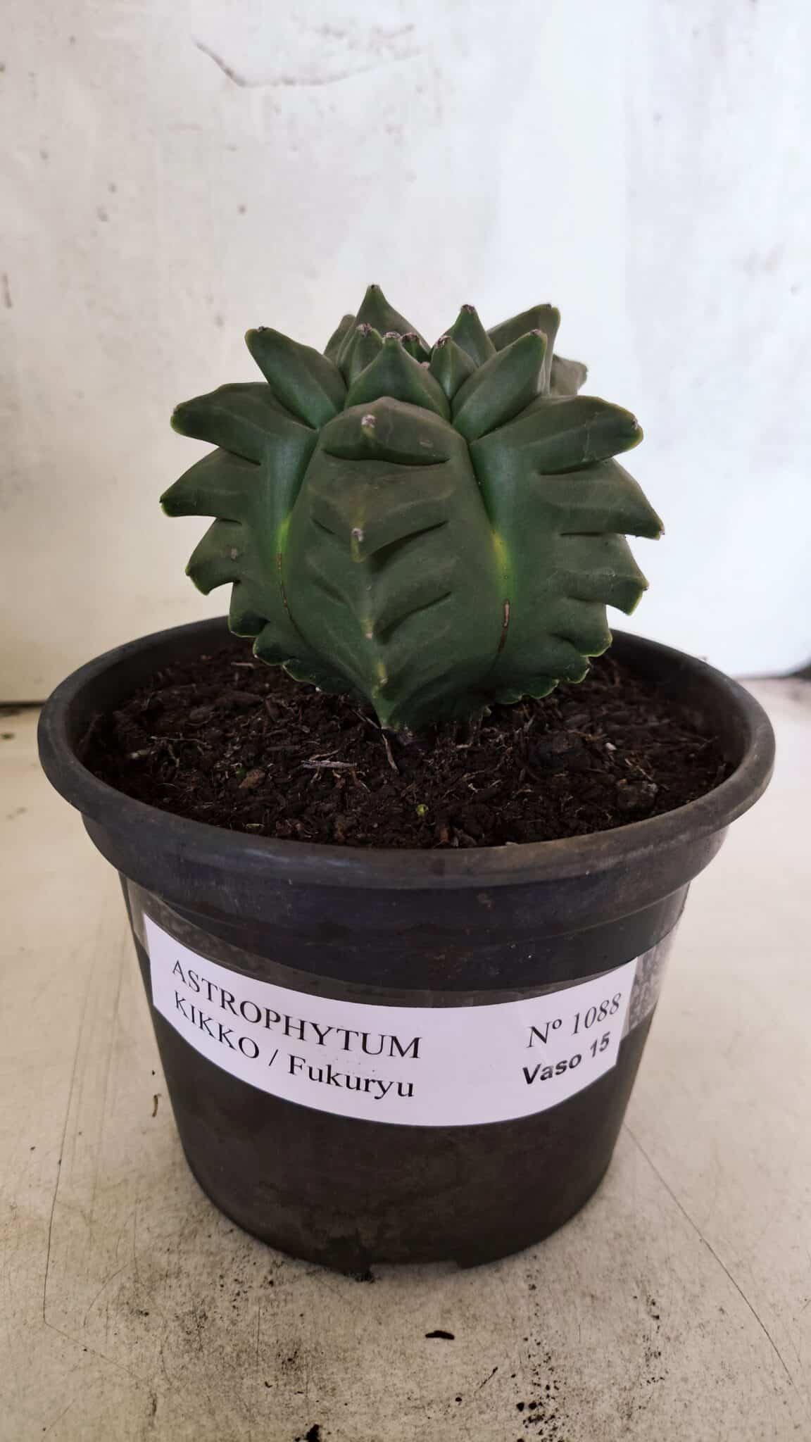 MATRIZ ASTROPHYTUM cv KIKKO - FUKURYU Nº 1088 – vaso 15 - foto 2