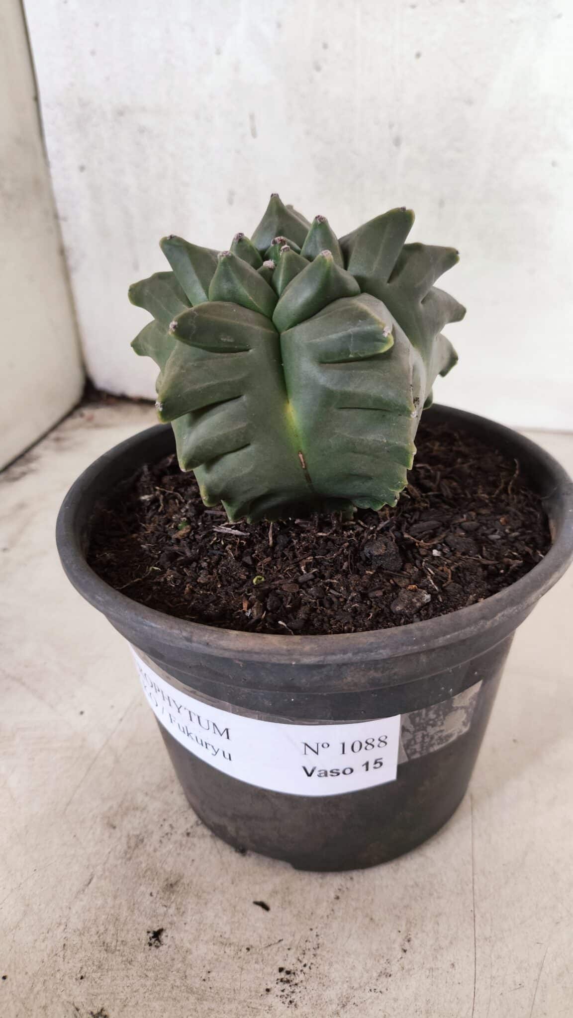 MATRIZ ASTROPHYTUM cv KIKKO - FUKURYU Nº 1088 – vaso 15 - foto 10