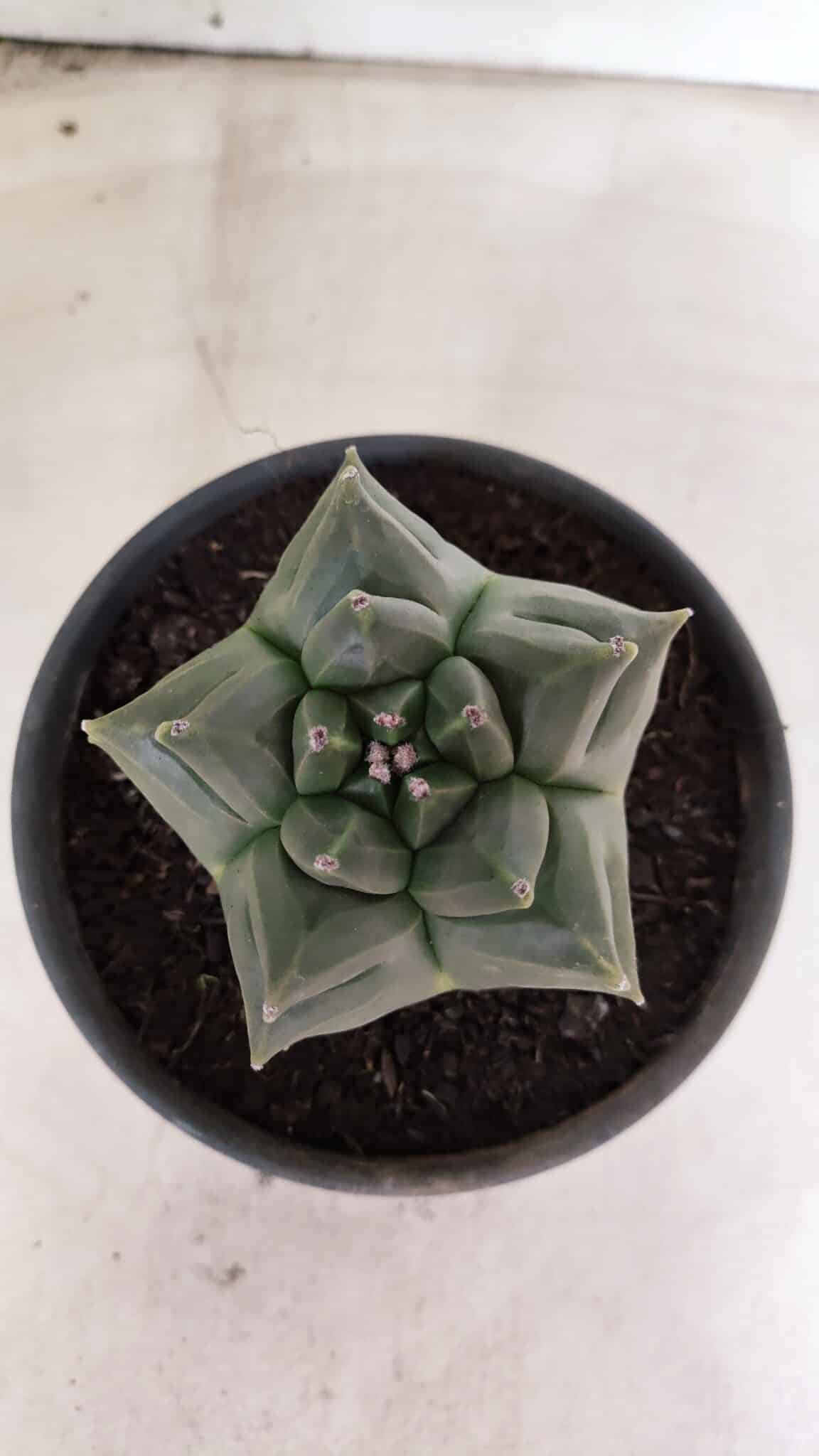 MATRIZ ASTROPHYTUM cv KIKKO - FUKURYU Nº 1088 – vaso 15 - foto 3