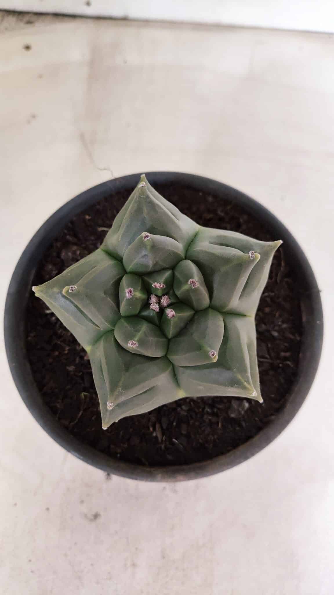 MATRIZ ASTROPHYTUM cv KIKKO - FUKURYU Nº 1088 – vaso 15 - foto 9