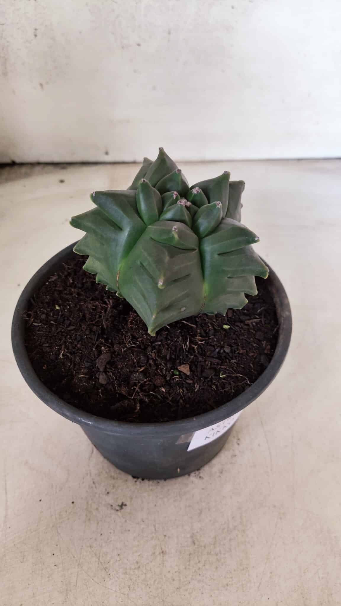 MATRIZ ASTROPHYTUM cv KIKKO - FUKURYU Nº 1088 – vaso 15 - foto 8