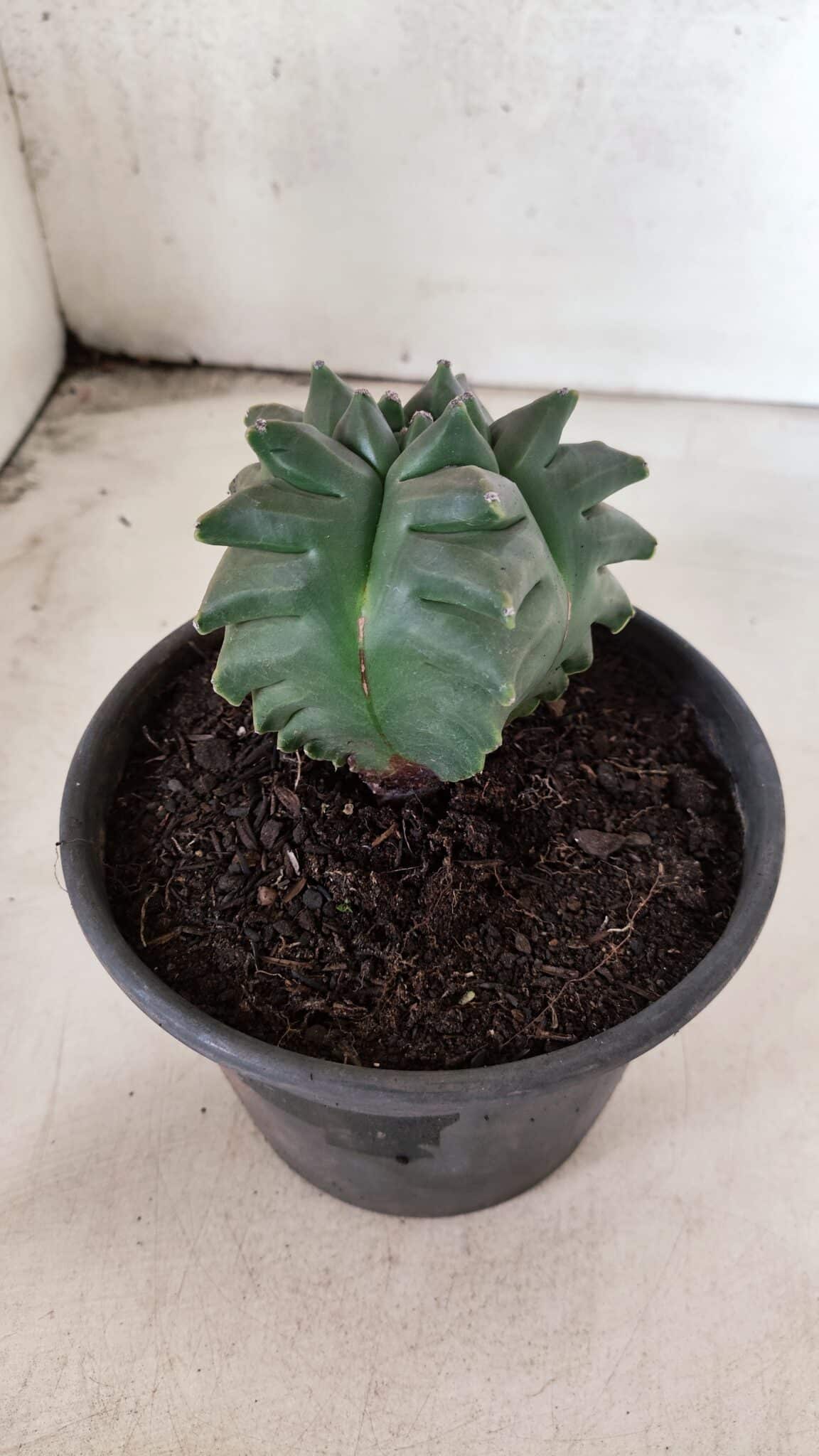 MATRIZ ASTROPHYTUM cv KIKKO - FUKURYU Nº 1088 – vaso 15 - foto 6