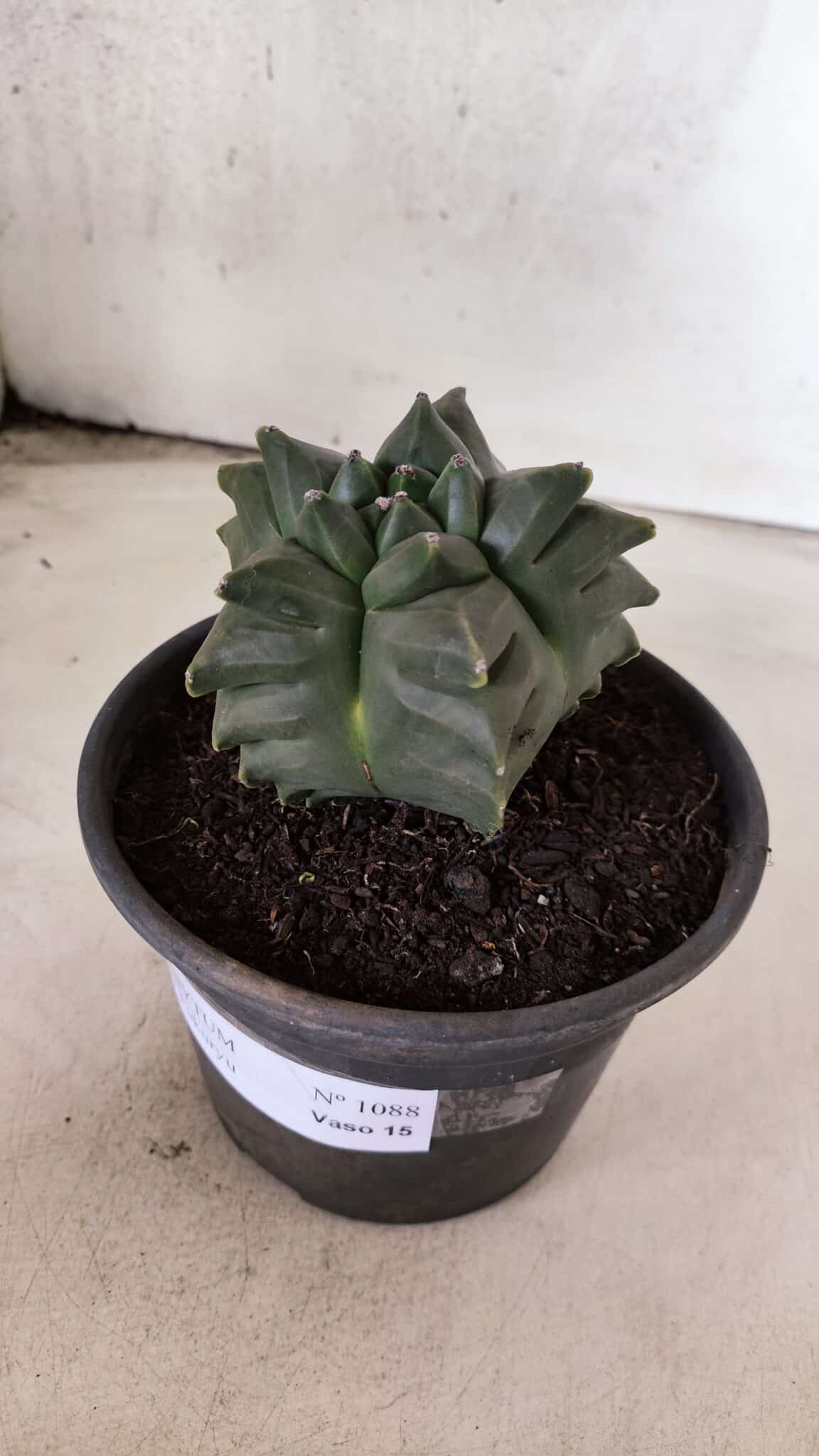 MATRIZ ASTROPHYTUM cv KIKKO - FUKURYU Nº 1088 – vaso 15 - foto 7