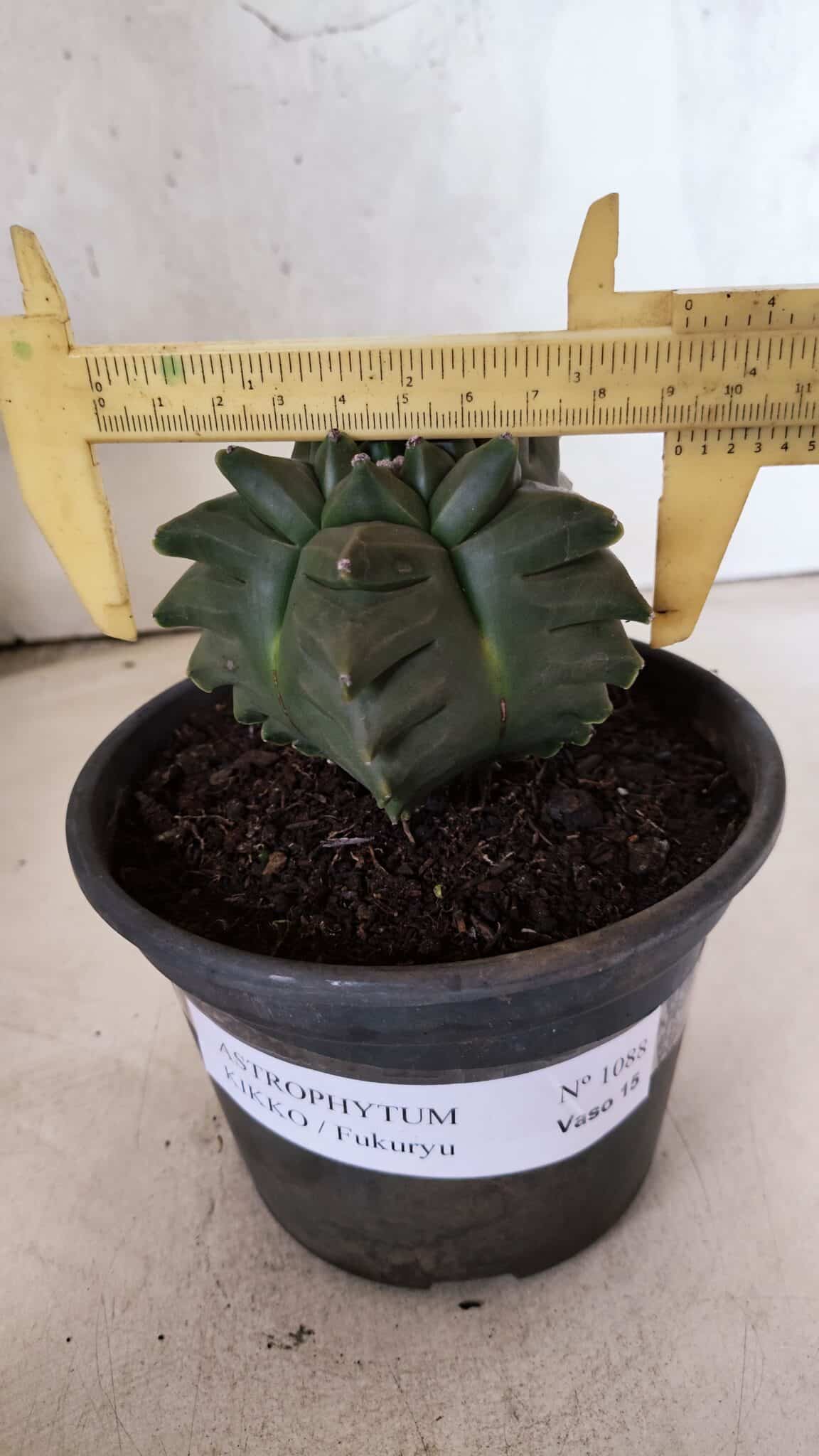 MATRIZ ASTROPHYTUM cv KIKKO - FUKURYU Nº 1088 – vaso 15 - foto 4