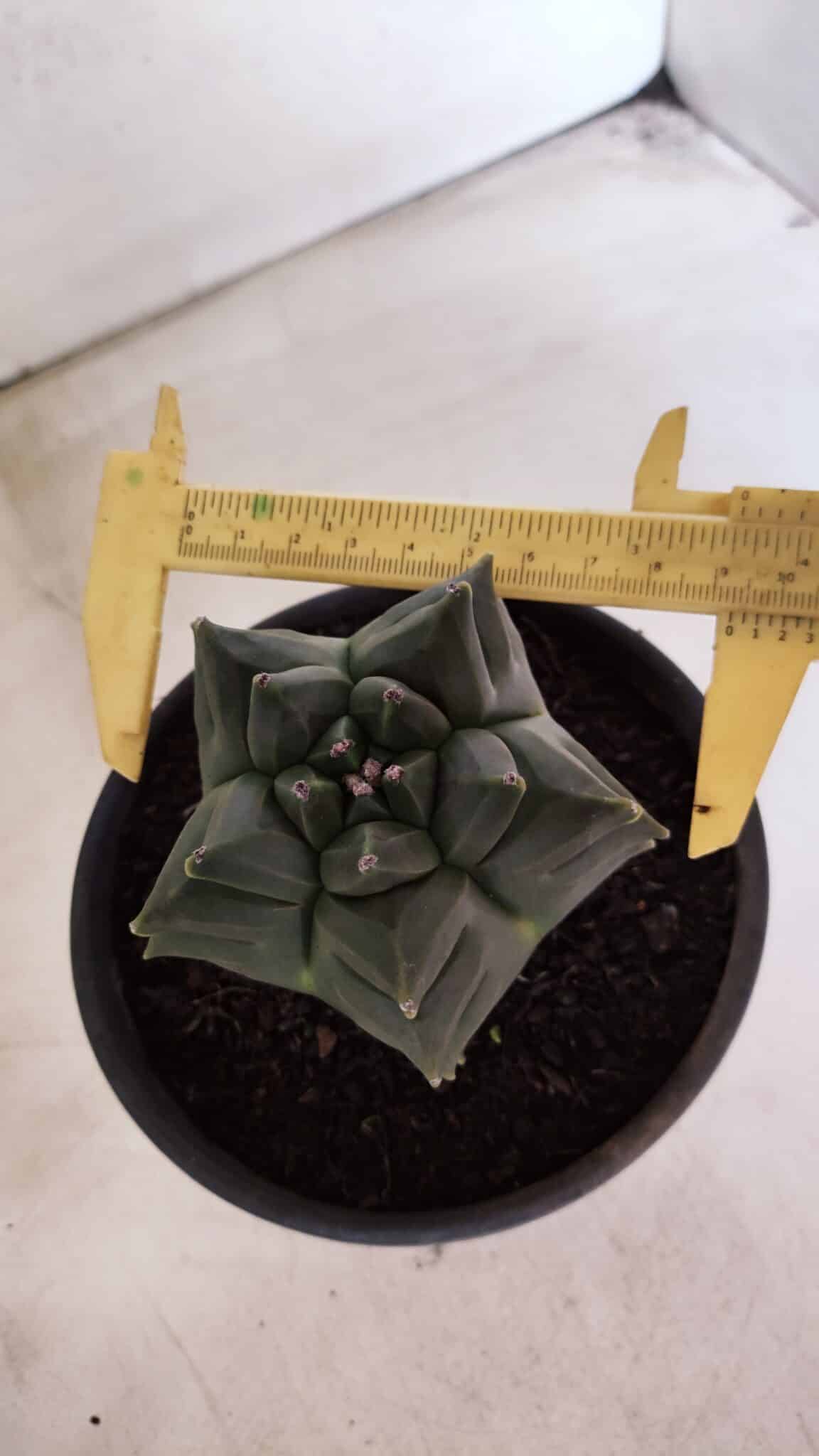 MATRIZ ASTROPHYTUM cv KIKKO - FUKURYU Nº 1088 – vaso 15 - foto 5