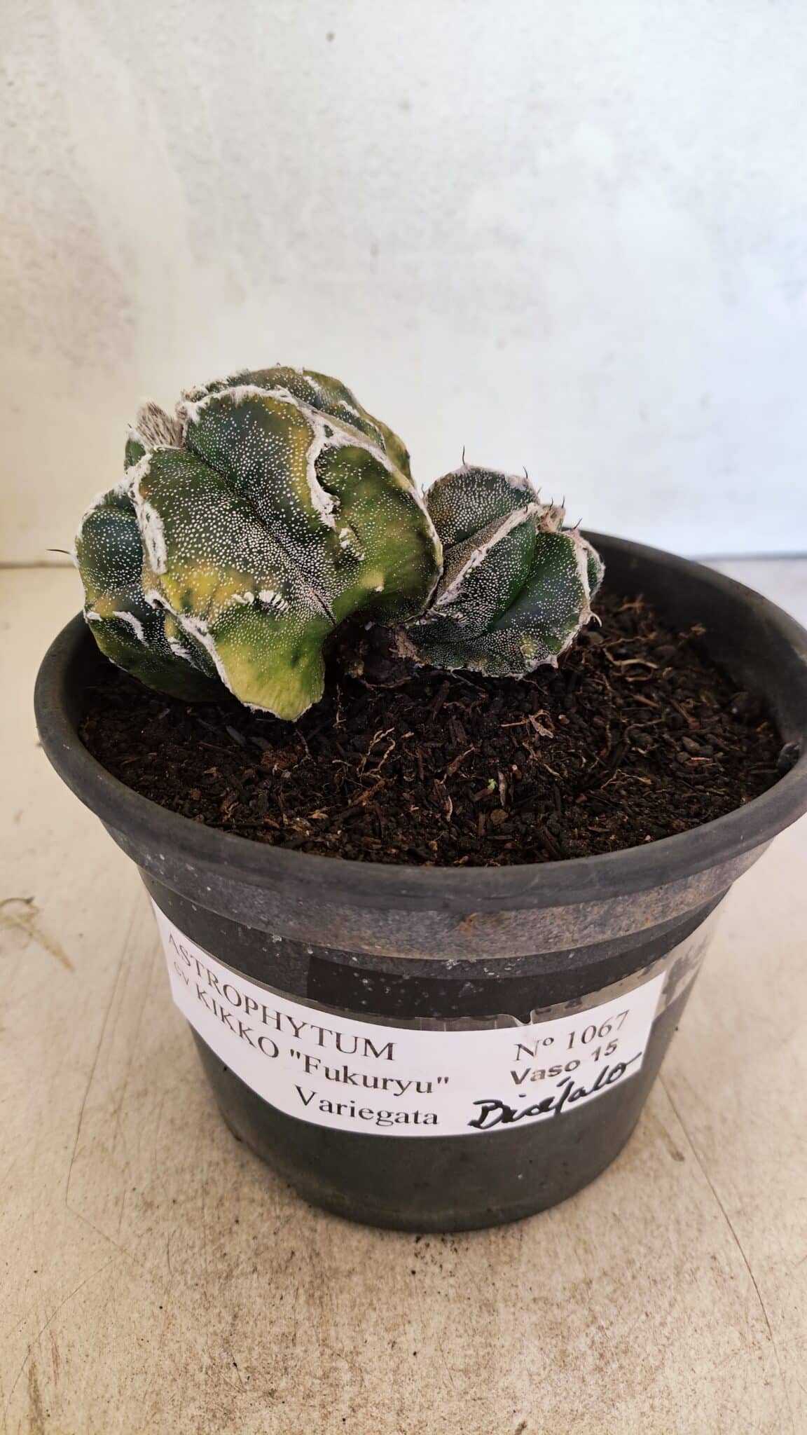ASTROPHYTUM cv KIKKO FUKURYU "FUKURYU - Bicéfalo" Nº 1067 – vaso 15 - foto 2