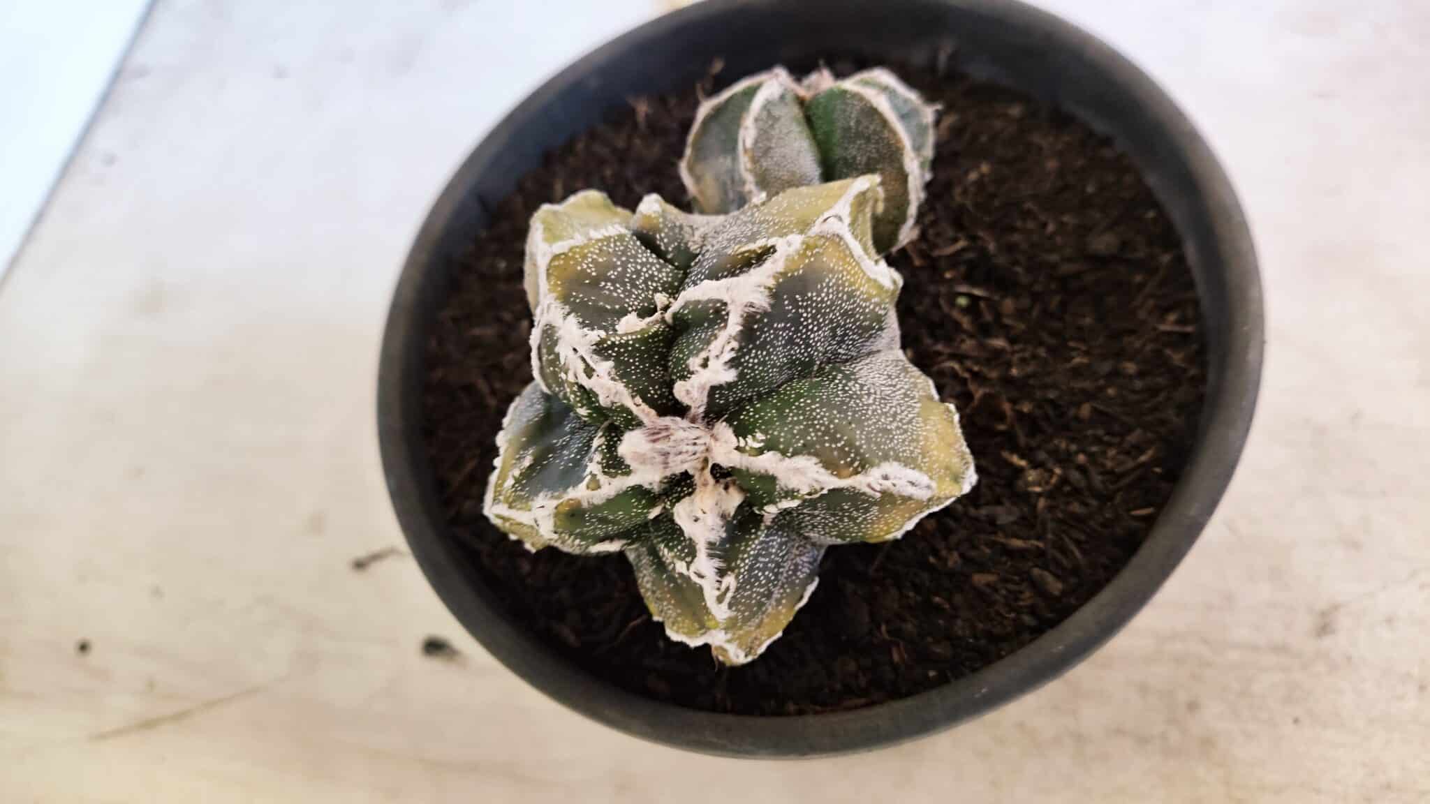 ASTROPHYTUM cv KIKKO FUKURYU "FUKURYU - Bicéfalo" Nº 1067 – vaso 15 - foto 9
