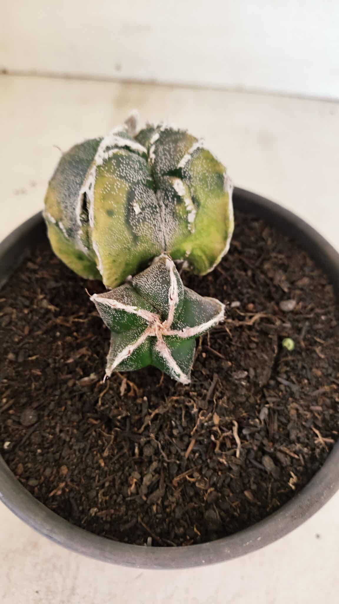 ASTROPHYTUM cv KIKKO FUKURYU "FUKURYU - Bicéfalo" Nº 1067 – vaso 15 - foto 8