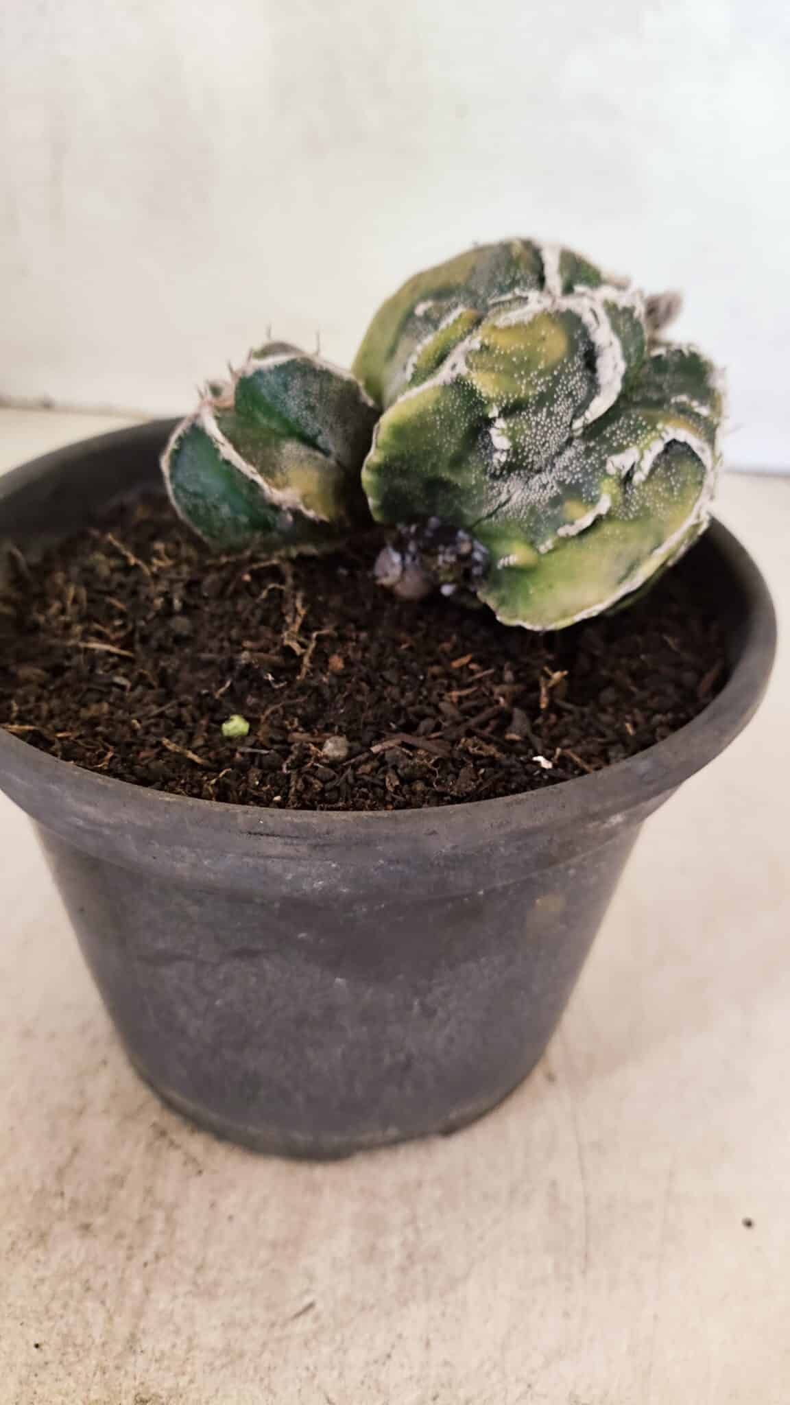 ASTROPHYTUM cv KIKKO FUKURYU "FUKURYU - Bicéfalo" Nº 1067 – vaso 15 - foto 7