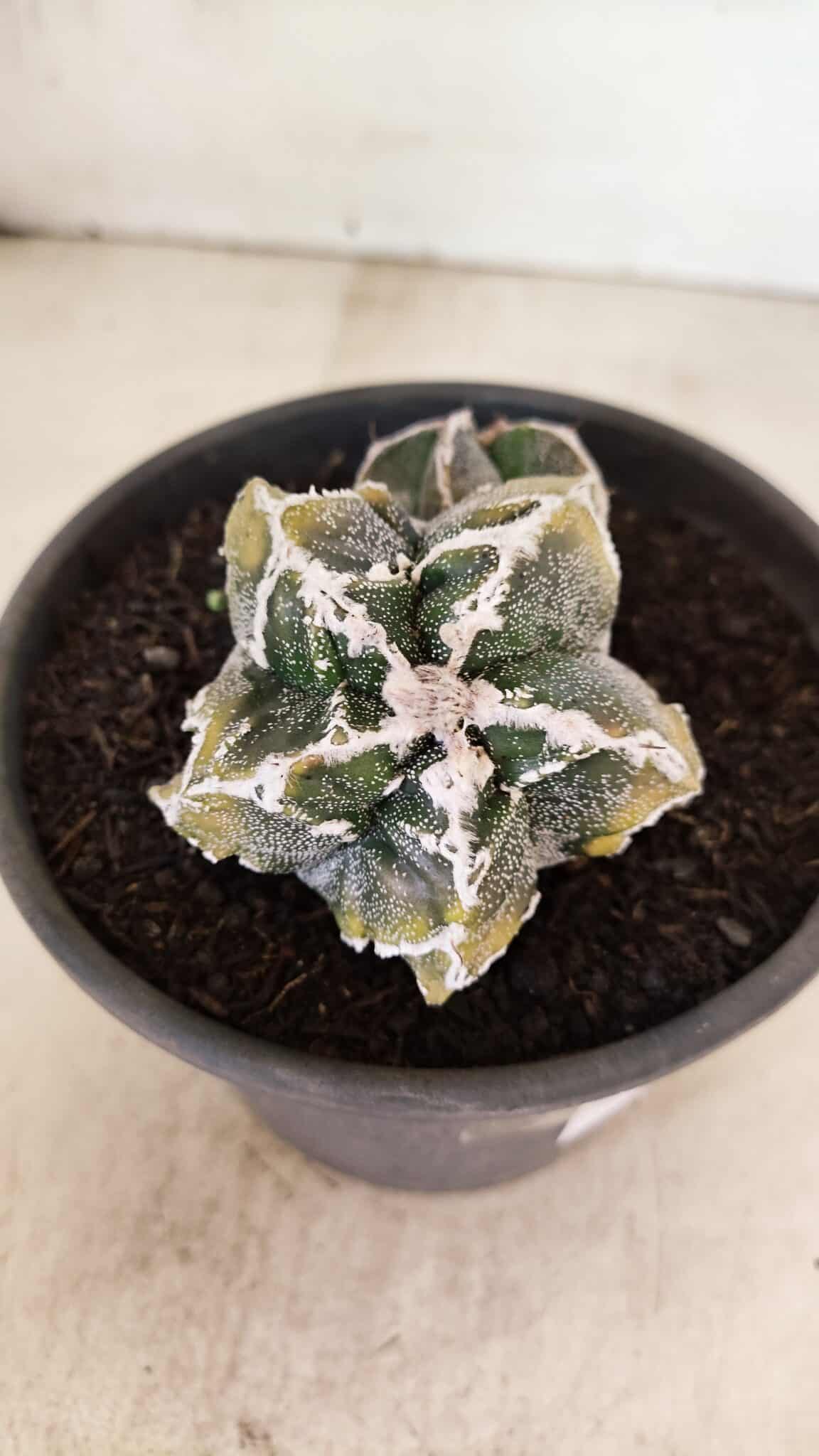 ASTROPHYTUM cv KIKKO FUKURYU "FUKURYU - Bicéfalo" Nº 1067 – vaso 15 - foto 3