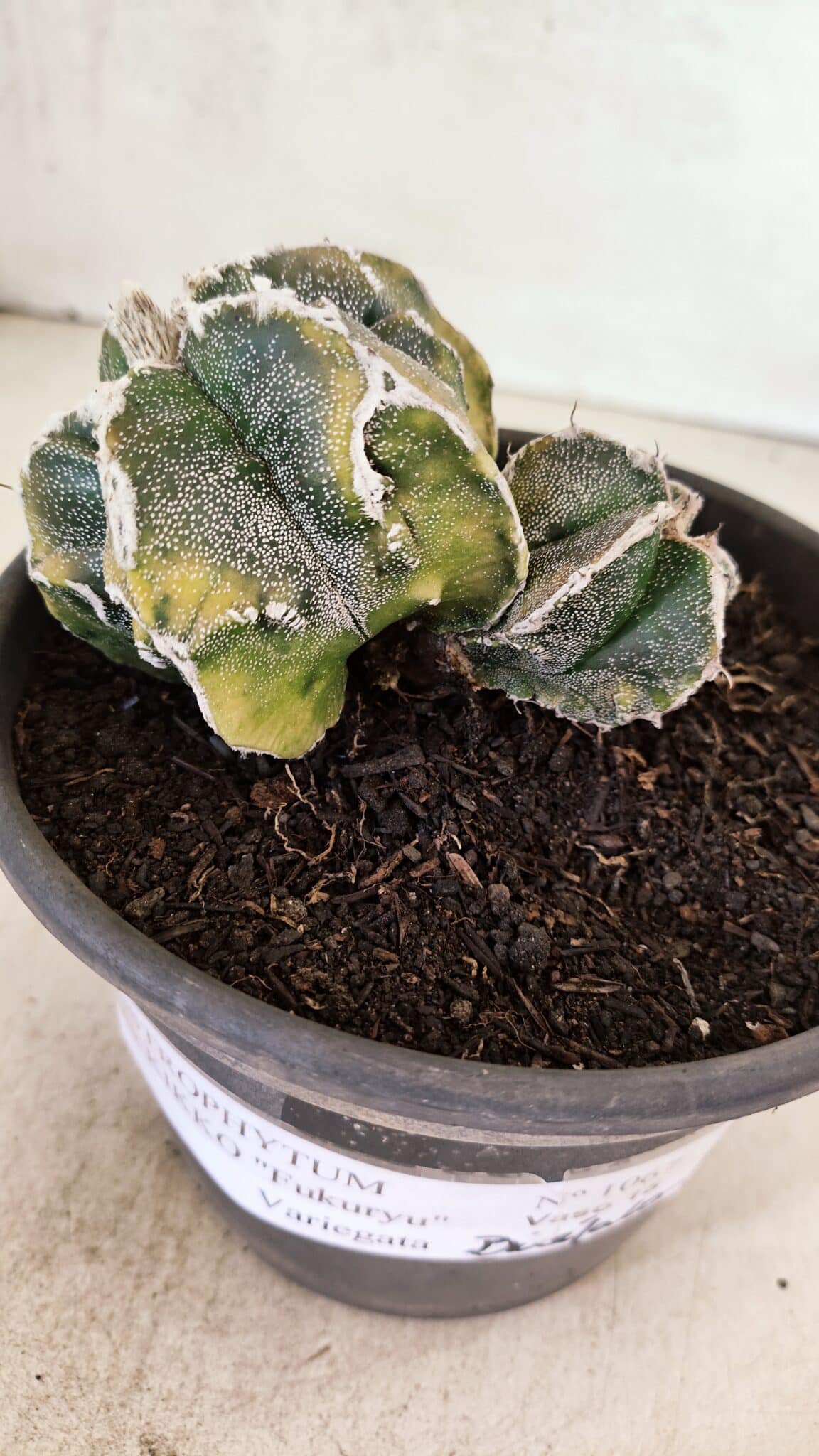 ASTROPHYTUM cv KIKKO FUKURYU "FUKURYU - Bicéfalo" Nº 1067 – vaso 15 - foto 5