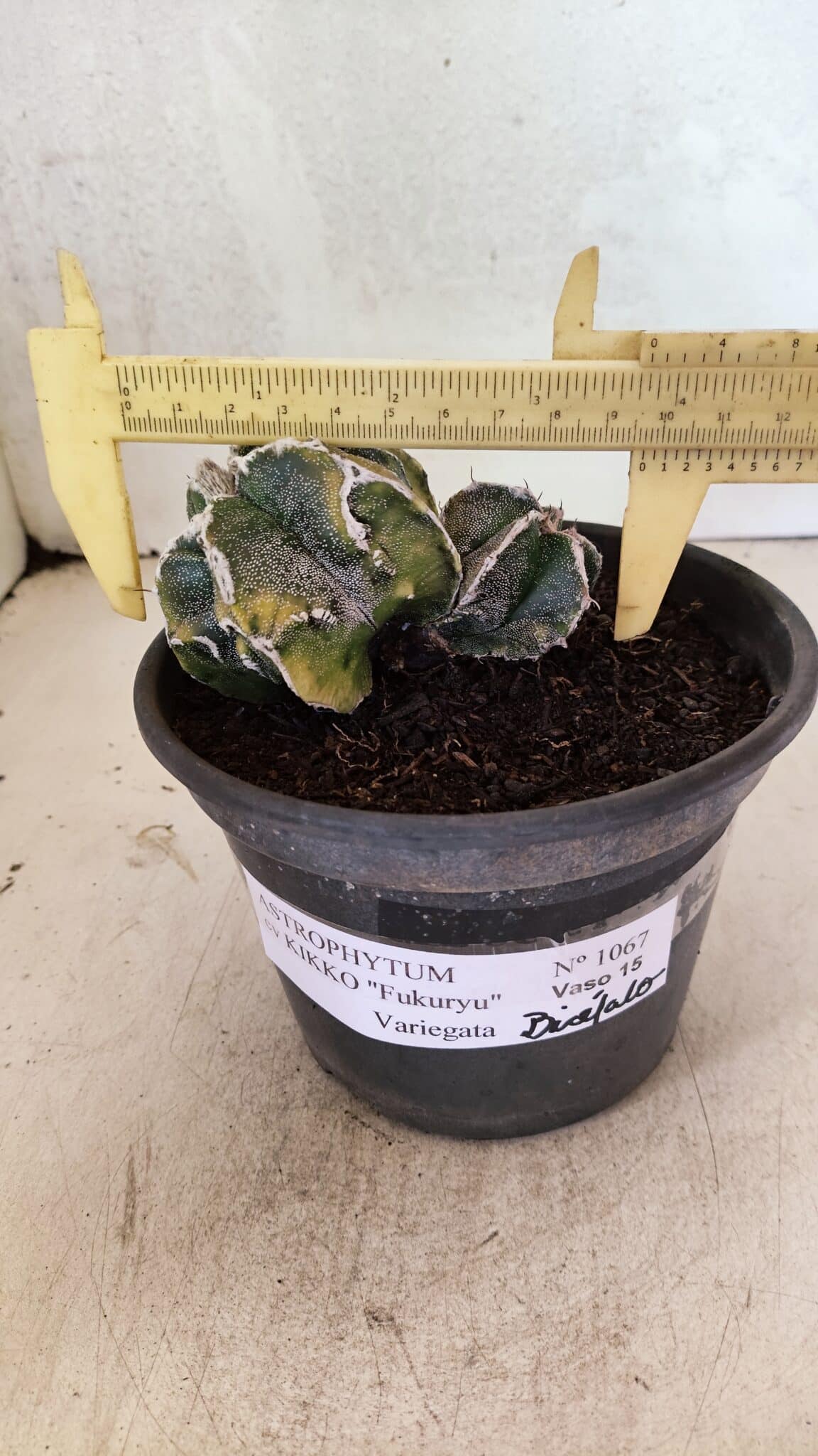ASTROPHYTUM cv KIKKO FUKURYU "FUKURYU - Bicéfalo" Nº 1067 – vaso 15 - foto 4