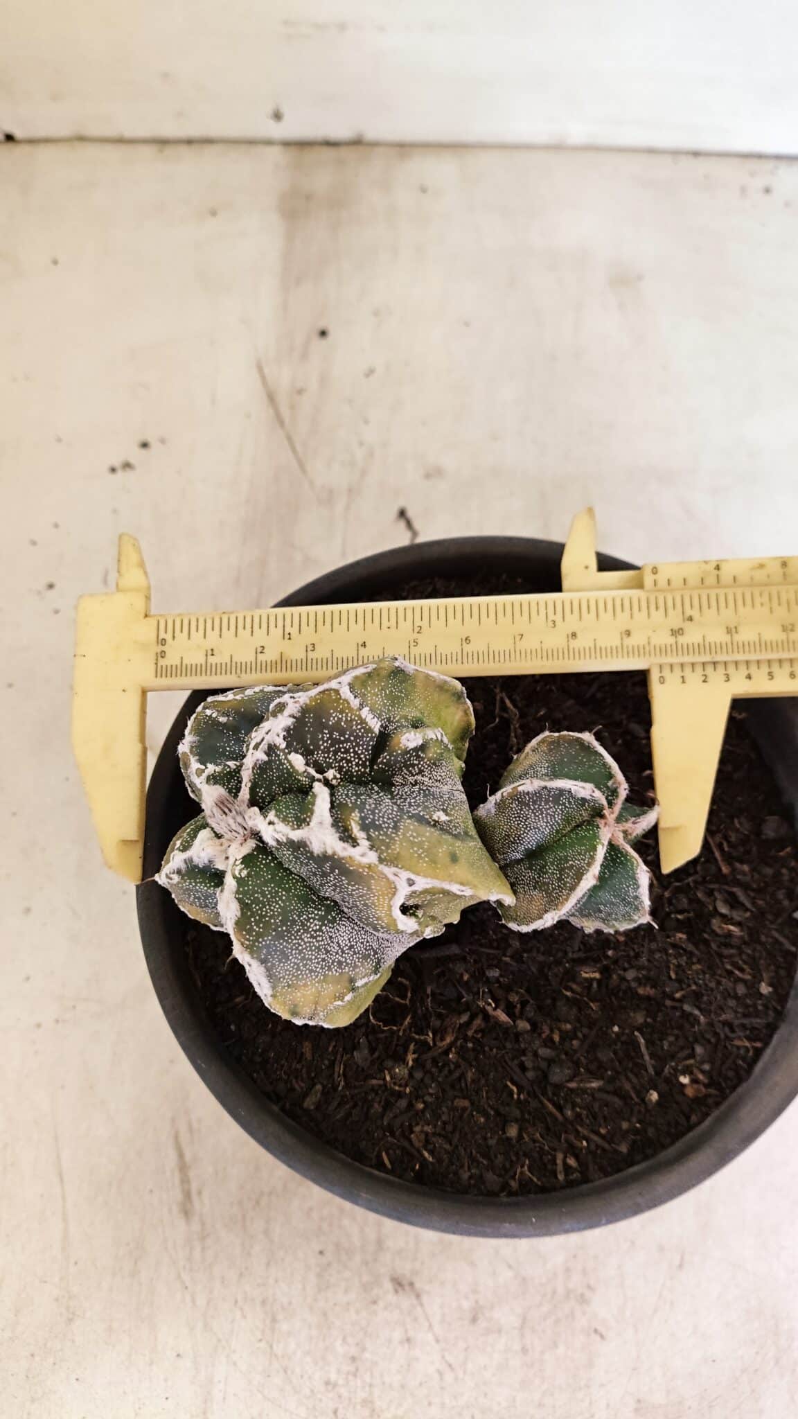 ASTROPHYTUM cv KIKKO FUKURYU "FUKURYU - Bicéfalo" Nº 1067 – vaso 15 - foto 6