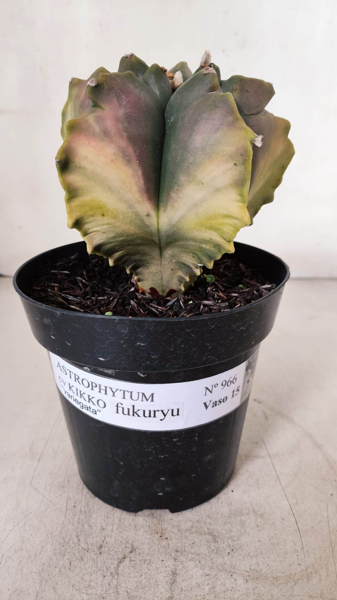 ASTROPHYTUM cv KIKKO FUKURYU "Variegata" Nº 966 – vaso 15