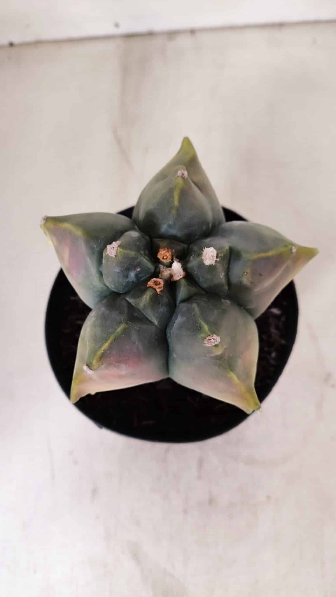 ASTROPHYTUM cv KIKKO FUKURYU "Variegata" Nº 966 – vaso 15