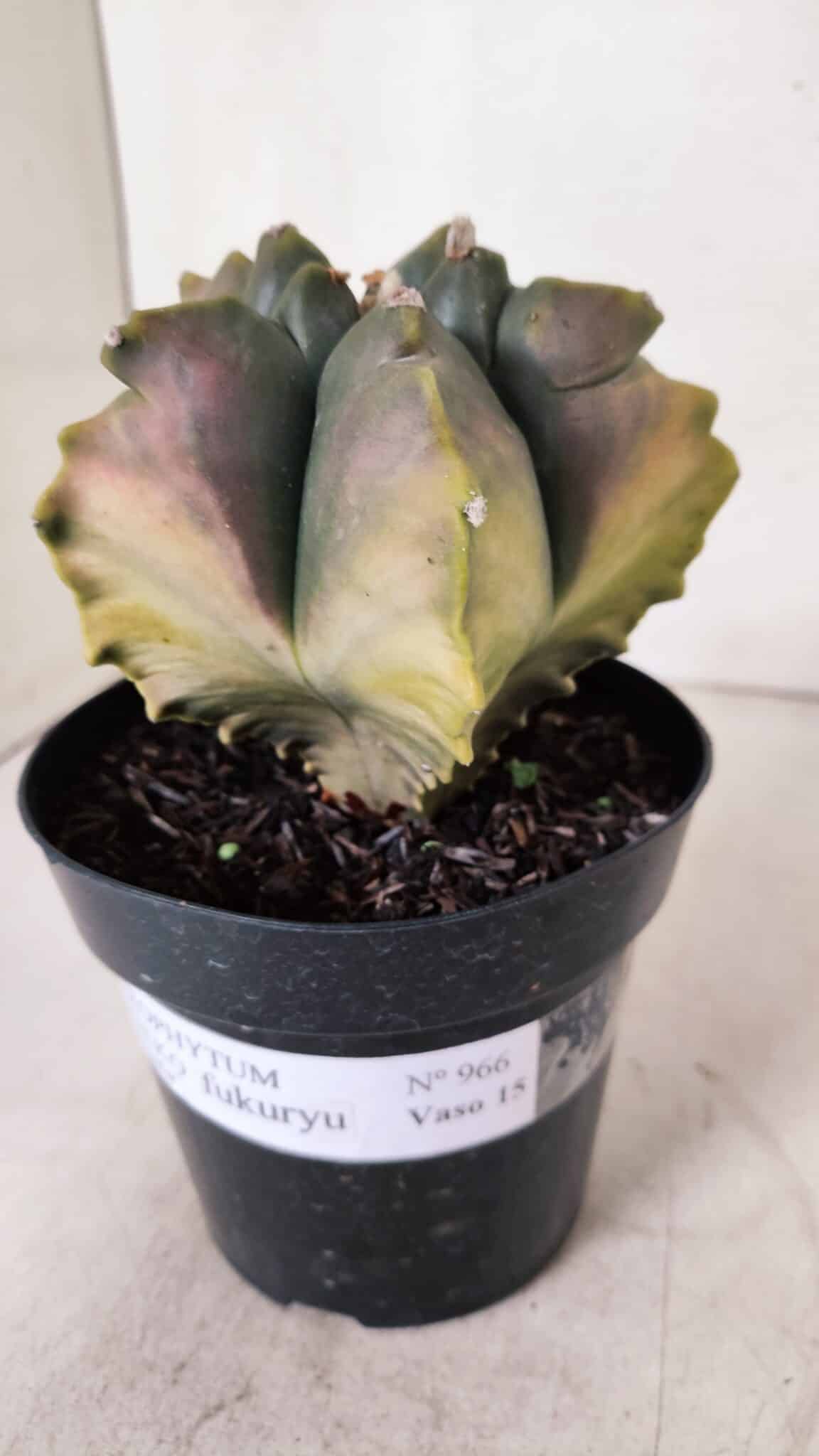 ASTROPHYTUM cv KIKKO FUKURYU "Variegata" Nº 966 – vaso 15