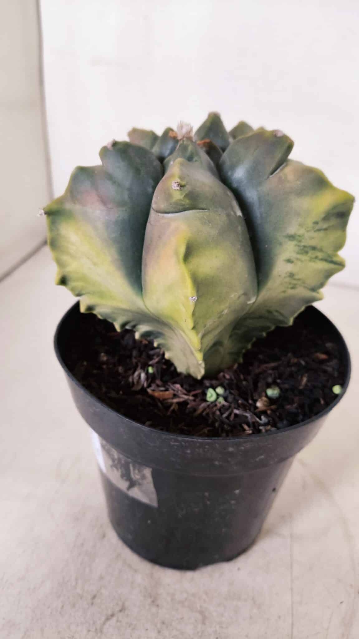 ASTROPHYTUM cv KIKKO FUKURYU "Variegata" Nº 966 – vaso 15