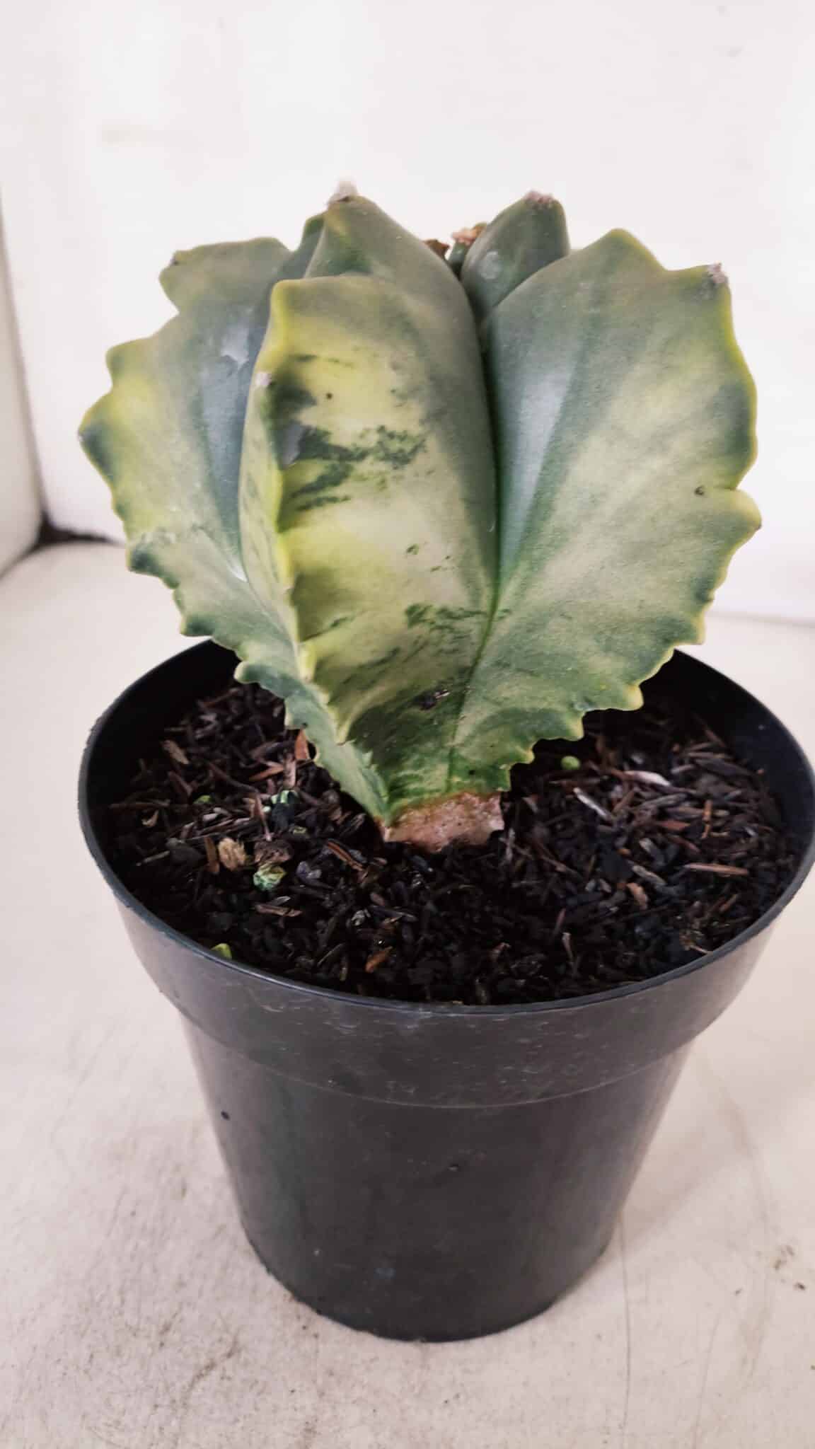 ASTROPHYTUM cv KIKKO FUKURYU "Variegata" Nº 966 – vaso 15
