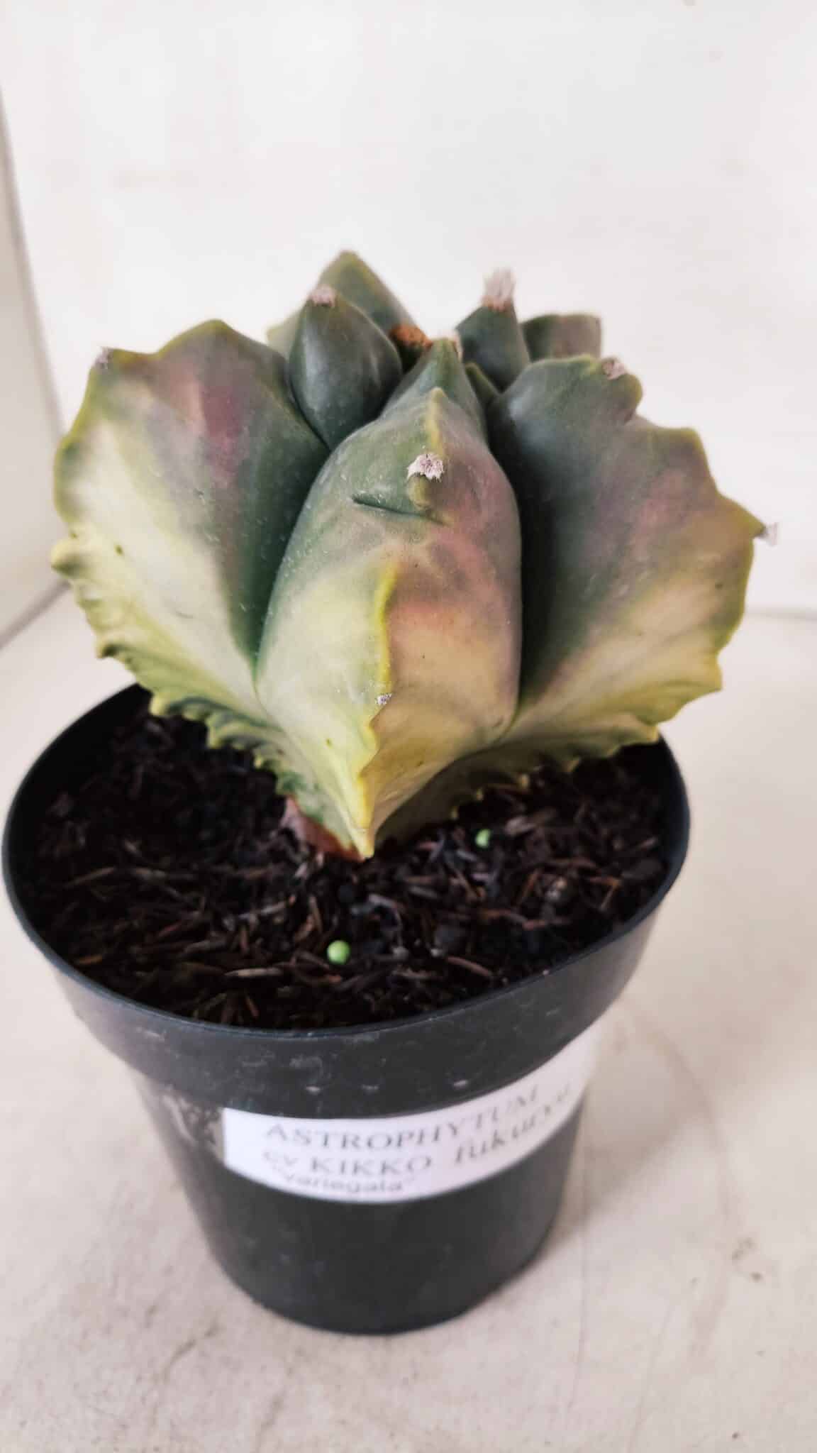 ASTROPHYTUM cv KIKKO FUKURYU "Variegata" Nº 966 – vaso 15